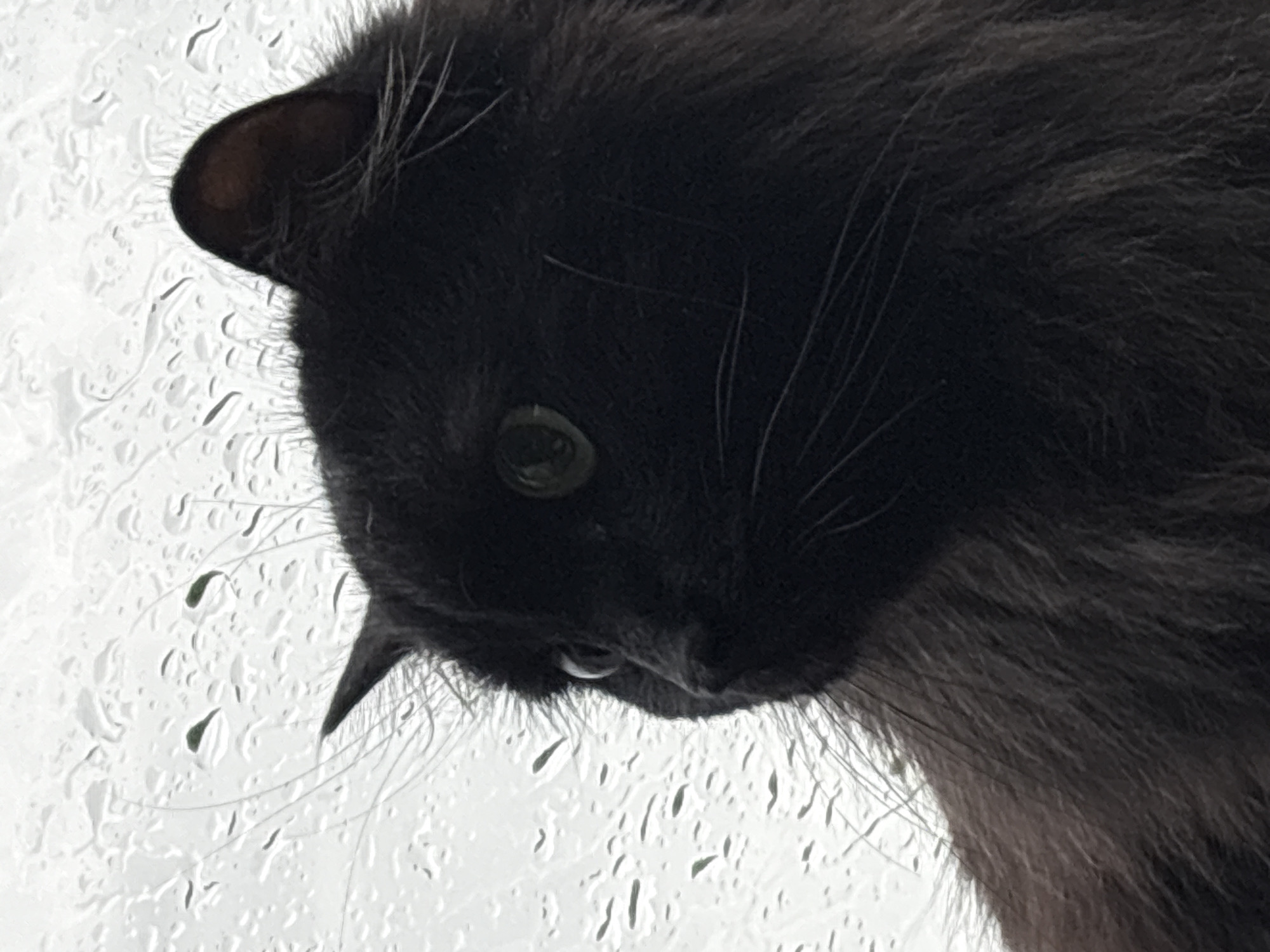 A close-up, profile view of a black cat is captured against a background of a window with water droplets. The cat's fur is dark and appears somewhat long, with lighter strands visible around its face and neck. Its right ear is slightly folded back, and its left ear is pointed upwards. The cat's green eyes are wide and looking to the left, with its pupils dilated. Whiskers extend from its snout. The water droplets on the window create a textured, slightly distorted view of what is presumably outside. The image is cropped tightly on the cat's head and upper body. No specific location in Konstantinovskaya, Russia, is discernible from the visual information provided.