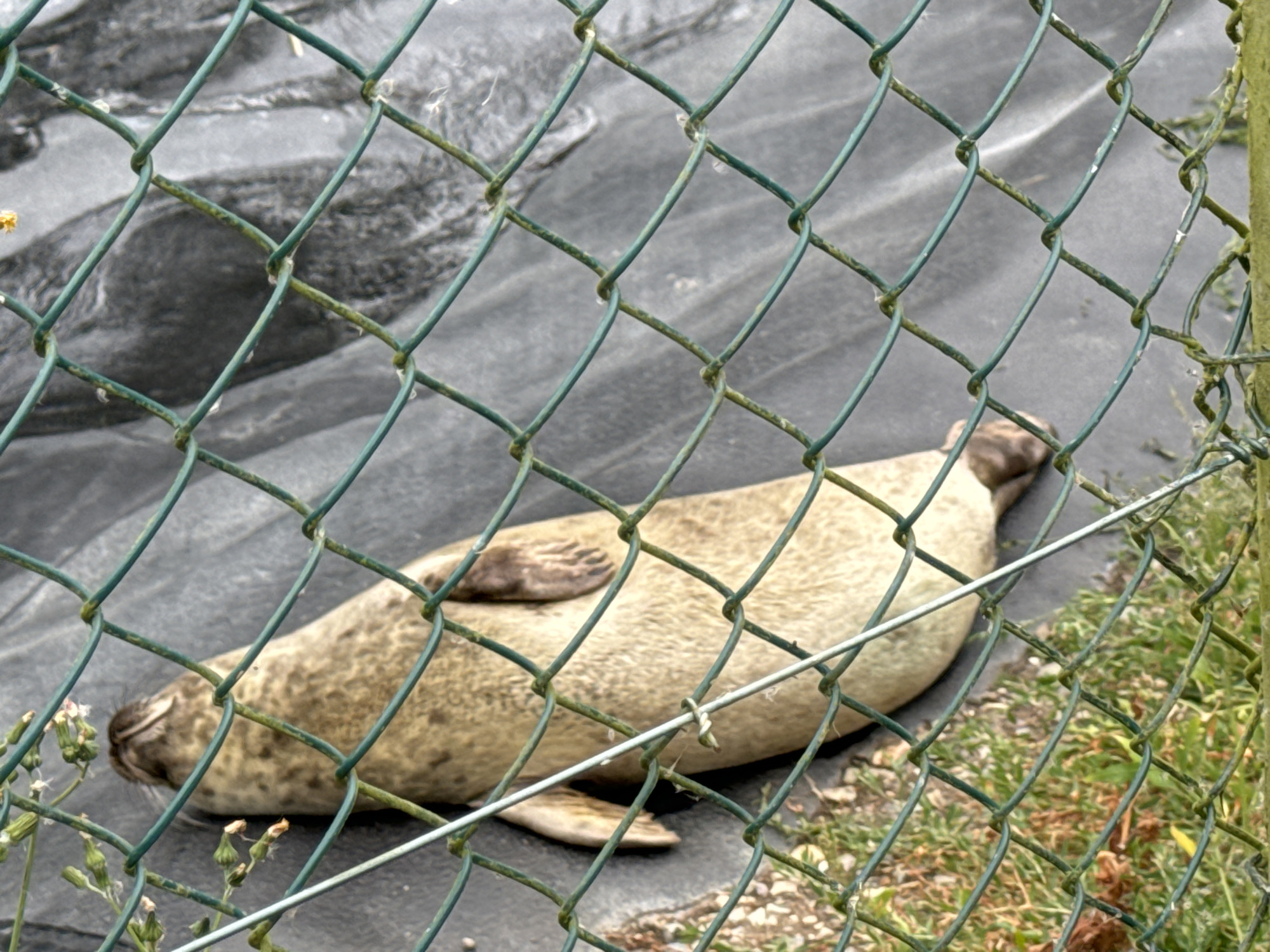 A seal is lying on its side behind a green chain-link fence. The seal is light brown with darker spots. It is resting on a dark gray surface, possibly asphalt or tarpaulin. There is green grass and some small white flowers in the foreground and to the right of the fence. The image appears to have been taken outdoors, possibly in an enclosure at a wildlife park or zoo. This scene is located in Courtown, Ireland.