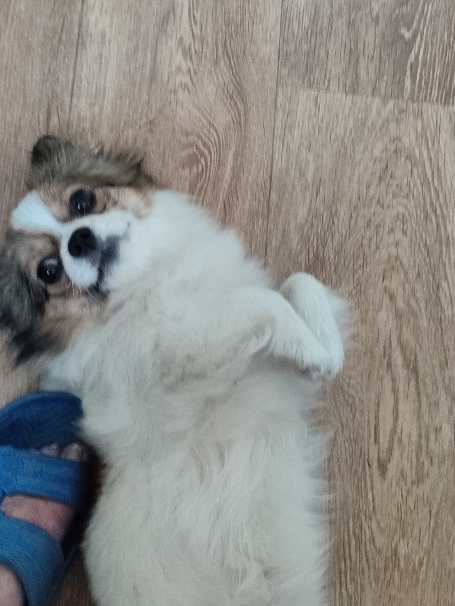 A small, fluffy dog with white and tan fur is lying on its back on a wooden floor. The dog's head is tilted to the side, and its eyes are looking up. One of the dog's front paws is raised in the air. A blue slipper is visible in the lower left corner of the image, partially obscuring the dog's body. The wooden floor appears to be made of planks with a light brown color and a visible wood grain. The lighting in the image is natural, likely from an overhead source, casting soft shadows. There is no discernible indication of the city of Narowlya, Belarus in the image.