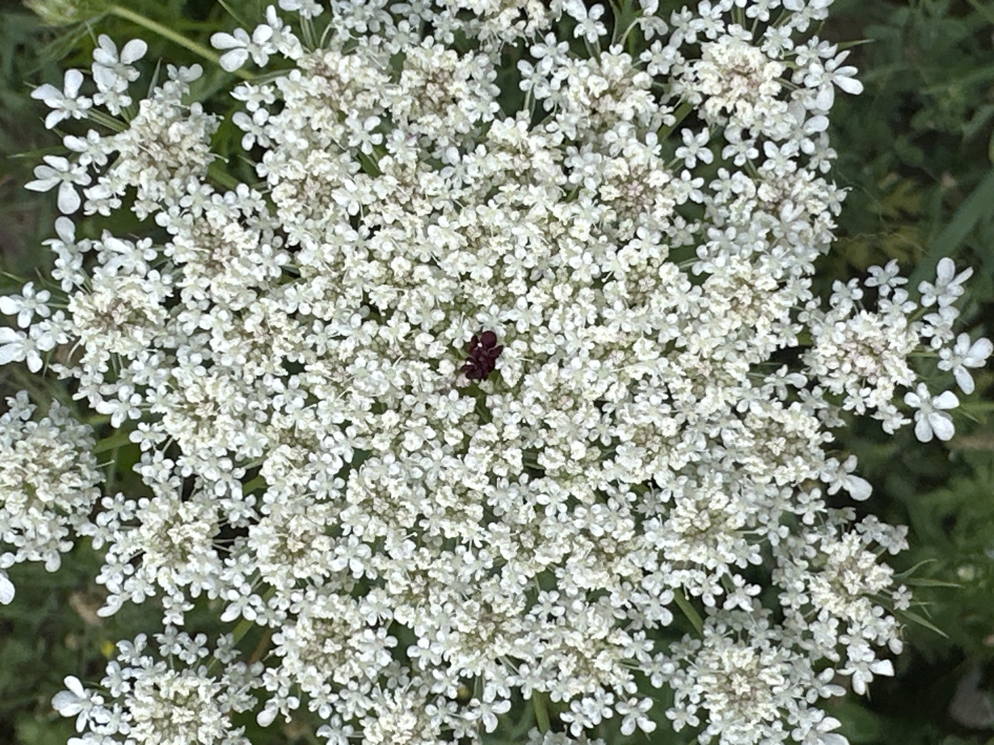 The image is a close-up, overhead shot of a Queen Anne's Lace flower in bloom. The flower is white with numerous small, delicate petals forming an intricate, lace-like pattern. In the center of the flower, a small, dark, possibly reddish-brown insect is visible. The background consists of blurred green foliage. The scene is set in an outdoor natural environment. No specific location within the city of Кызыл-Булак, Kyrgyzstan, is discernible from the image.