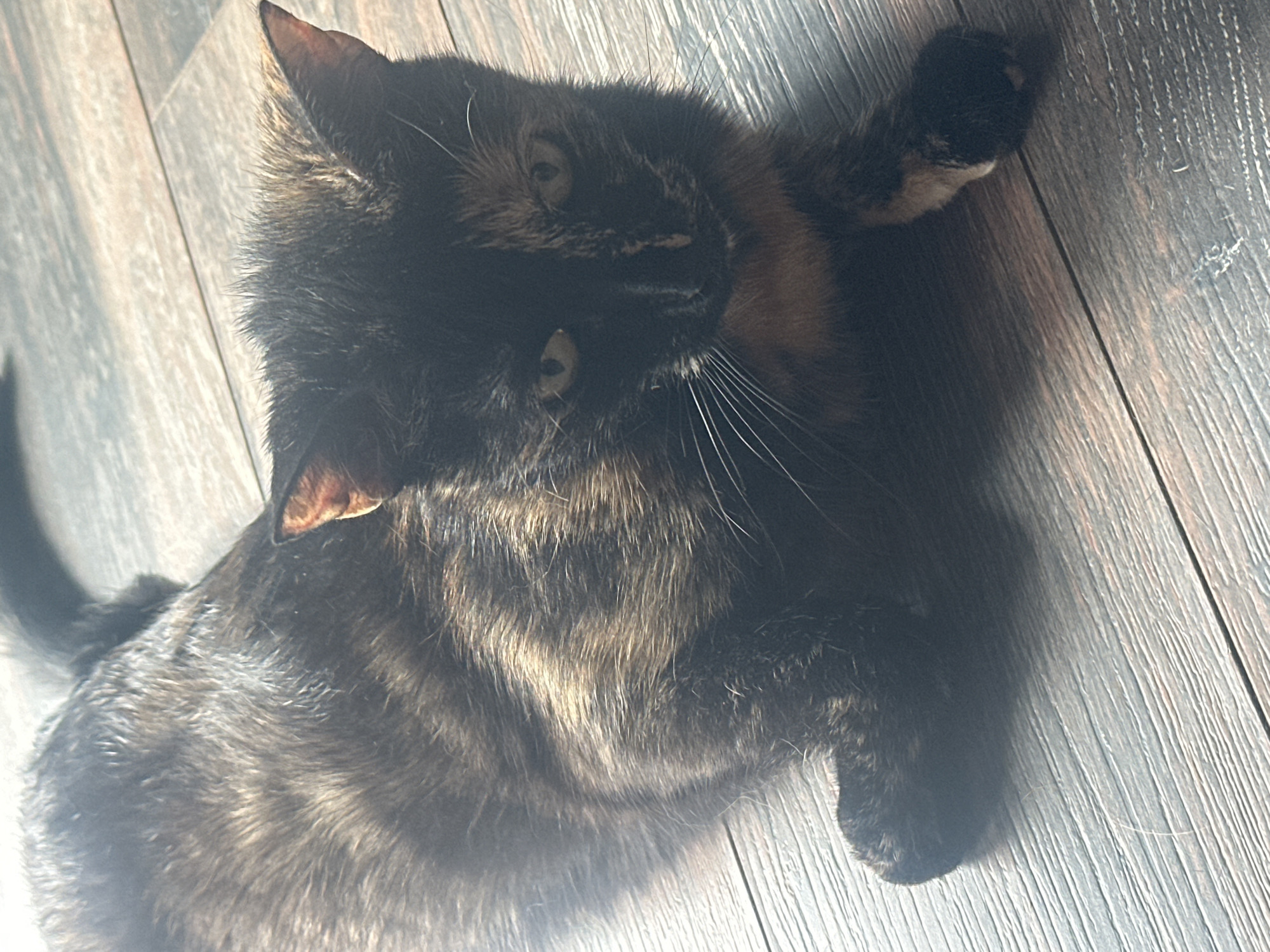 A tortoiseshell cat is lying on a wooden floor. The cat is mostly black with patches of brown and orange. Its eyes are yellow and it is looking at the camera. The floor is made of wide planks and is light brown in color. The lighting in the image suggests it is daytime, with sunlight casting shadows. There is no indication of the city of Virki, Russia, in this image.