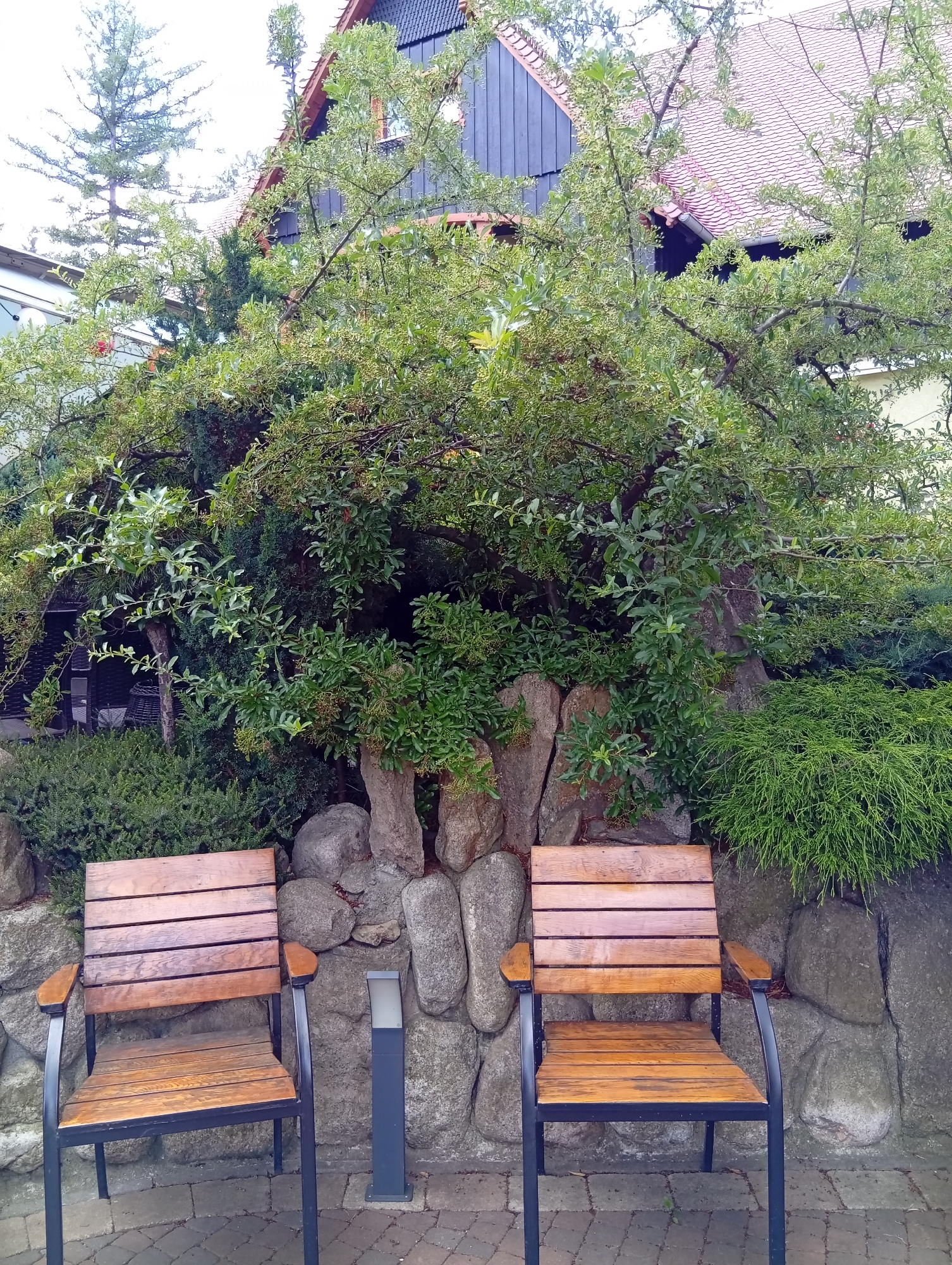 This image depicts an outdoor seating area with two wooden chairs positioned in front of a rocky embankment and lush greenery. The chairs are made of wooden slats with dark metal frames and legs. A small, modern, dark gray lantern stands between the chairs. The rocky embankment is composed of several large, gray stones of varying shapes and sizes, interspersed with dense green foliage. Above the embankment, a large tree with abundant green leaves and branches dominates the scene. In the background, a building with a dark wooden exterior and a red tiled roof is visible. The ground is paved with interlocking bricks. The overall setting suggests a tranquil outdoor space, possibly part of a garden or a patio area. There are no people in the image.