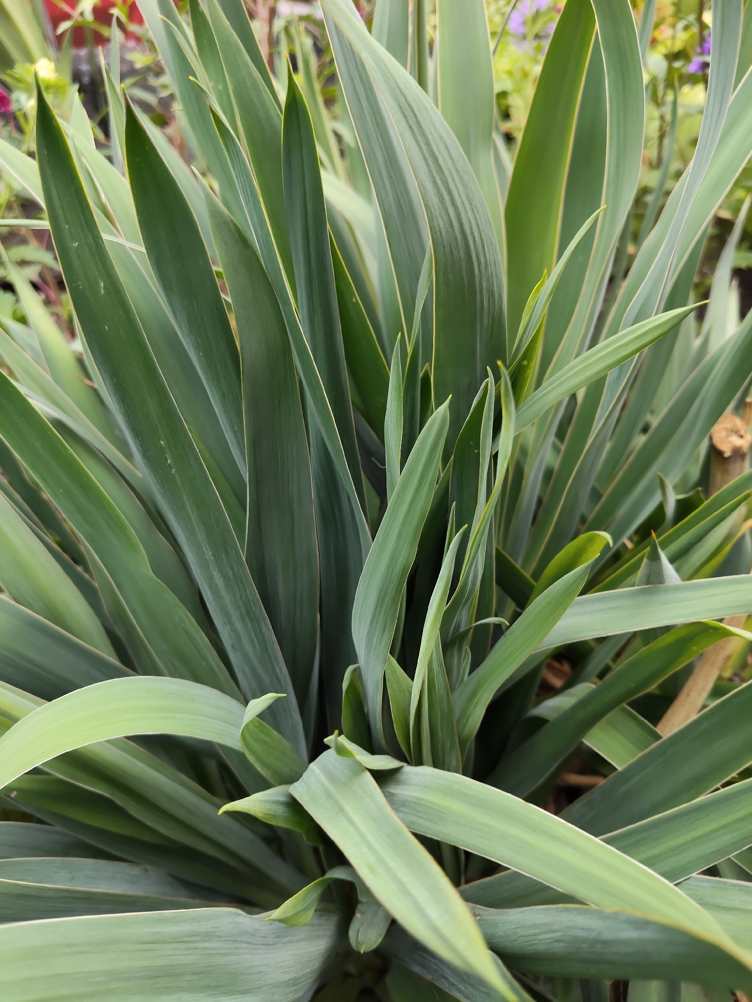 This is a close-up, eye-level, medium shot of a dense cluster of long, green, sword-shaped leaves, likely from a yucca plant. The leaves are arranged in a radial pattern, with many overlapping and obscuring one another. The lighting appears to be natural and overcast, resulting in soft shadows and muted colors. The background is blurred and out of focus, with hints of other greenery and possibly some colorful flowers, suggesting an outdoor garden setting. There are no people or visible signs of human activity in the frame. The scene is located in the village of Gîrbova, Moldova, as indicated by the provided context.