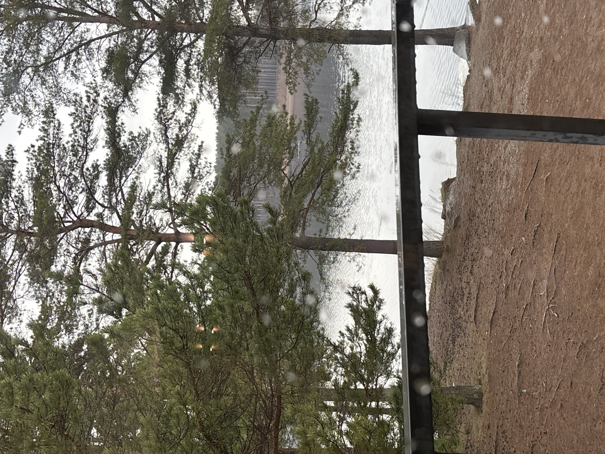 The image depicts an outdoor scene with trees and water visible through what appears to be a window or a fence. The foreground includes pine trees with green needles, while a body of water is seen beyond. The water has a light-colored surface, suggesting either bright reflections or possibly ice. On the right side, a muddy bank or ground is visible. The composition suggests the image was taken during overcast or rainy weather, evidenced by droplets on the window or fence. The location is Chaikovsky, Russia, based on available information.