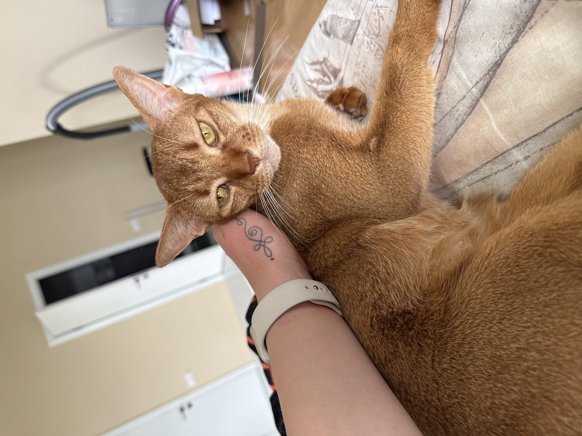 A tan-colored cat with yellow eyes is lying on its back on a patterned fabric surface, cradled in a person's arm. The person has a white smartwatch and a small tattoo on their wrist. The background includes a light-colored wall, a white cabinet with closed doors, and a section of what appears to be a desk or table with various objects on it. The location in the city of Rostov-on-Don, Russia, is unknown.