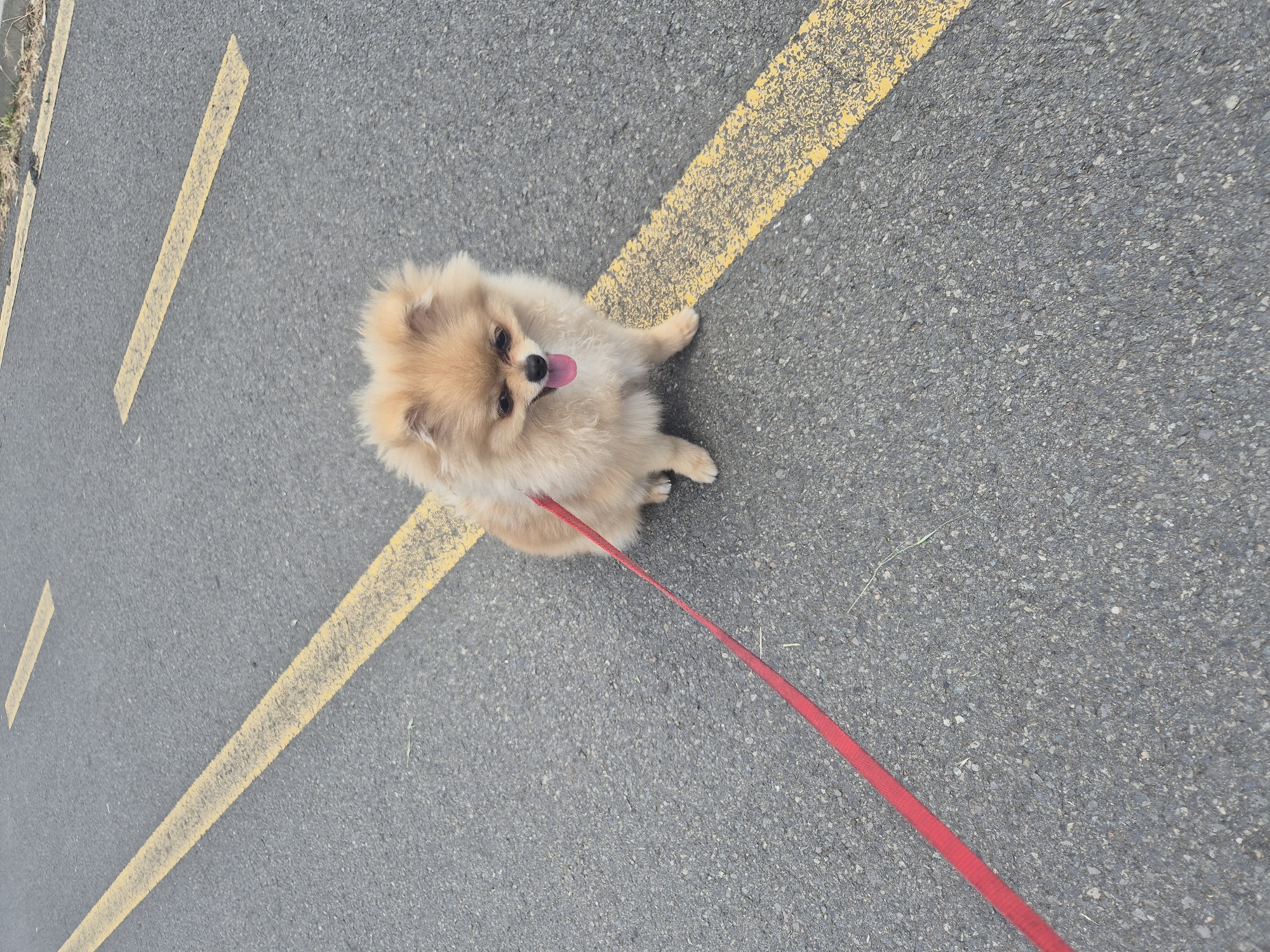 A small, fluffy Pomeranian dog with tan fur is sitting on an asphalt road with yellow painted lines. The dog is wearing a red leash, and its tongue is sticking out. The dog is facing the camera with its head tilted slightly. The road appears to be a pedestrian path or a quiet street, indicated by the double yellow lines. The background is blurred, suggesting the photo was taken outdoors in an urban or suburban setting. The weather appears to be clear and the lighting is bright.