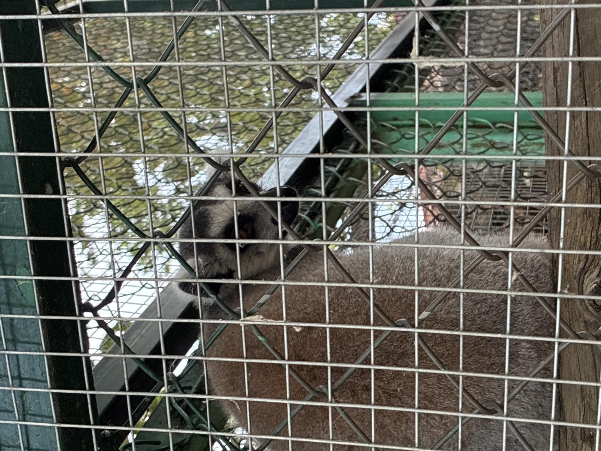 The image shows a lemur behind a wire fence. The lemur has brown fur and a black and white face. It is looking to the right. The background is a blurry green foliage. The image appears to have been taken during the day. The location is the Pazardzhik Zoo in Pazardzhik, Bulgaria.