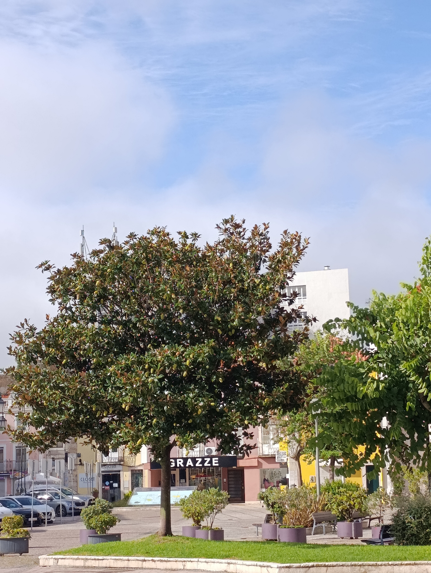 The image captures a street scene in Setúbal, Portugal, likely a public square or pedestrianized area. Dominating the foreground is a large, mature tree with dark green leaves and visible brown, leathery fruit pods. The tree is centered in a paved area with manicured grass and planter boxes containing smaller shrubs.
Behind the tree, a row of buildings lines the street. These appear to be shops and businesses, with signage visible, including "GRAZZE" and "CLOSET". The architecture suggests a mix of older and more modern construction, with pastel-colored facades and balconies on some of the older buildings. A contemporary white building with prominent windows is also visible further down the street.
Several cars are parked along the roadside, indicating a functional urban environment. The sky above is partly cloudy with soft blue patches and diffused white clouds. The overall impression is a bright, daytime scene in a European city.
