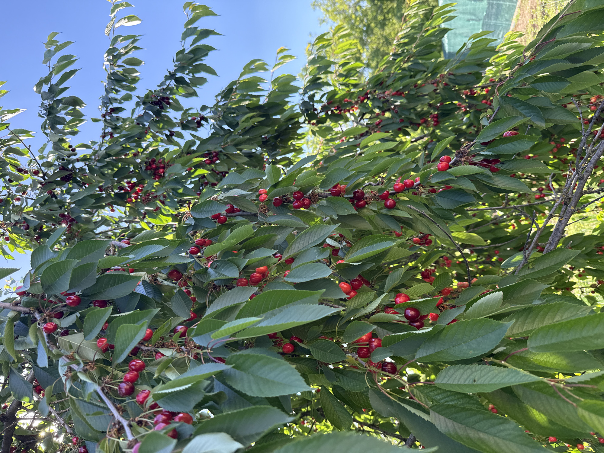 The image shows a tree with green leaves and red cherries, against a blue sky. The location is likely outdoors, possibly in a garden. The tree branches are laden with cherries. In the background, other trees are visible. The scene appears to be during the day. The city is Valchedram, Bulgaria.