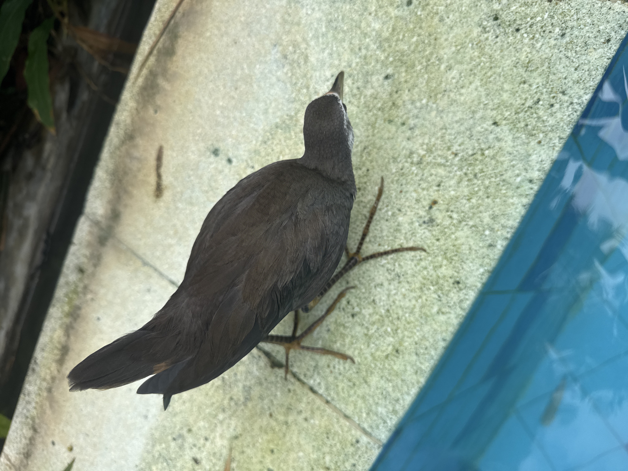 A Dusky Moorhen stands on a concrete surface adjacent to a blue swimming pool in Kuta Selatan, Indonesia. The bird is mostly dark brown with a light-colored patch on its head. Its long toes are visible. The concrete surface is mottled. The pool water is blue and translucent. Green foliage appears on the left side.