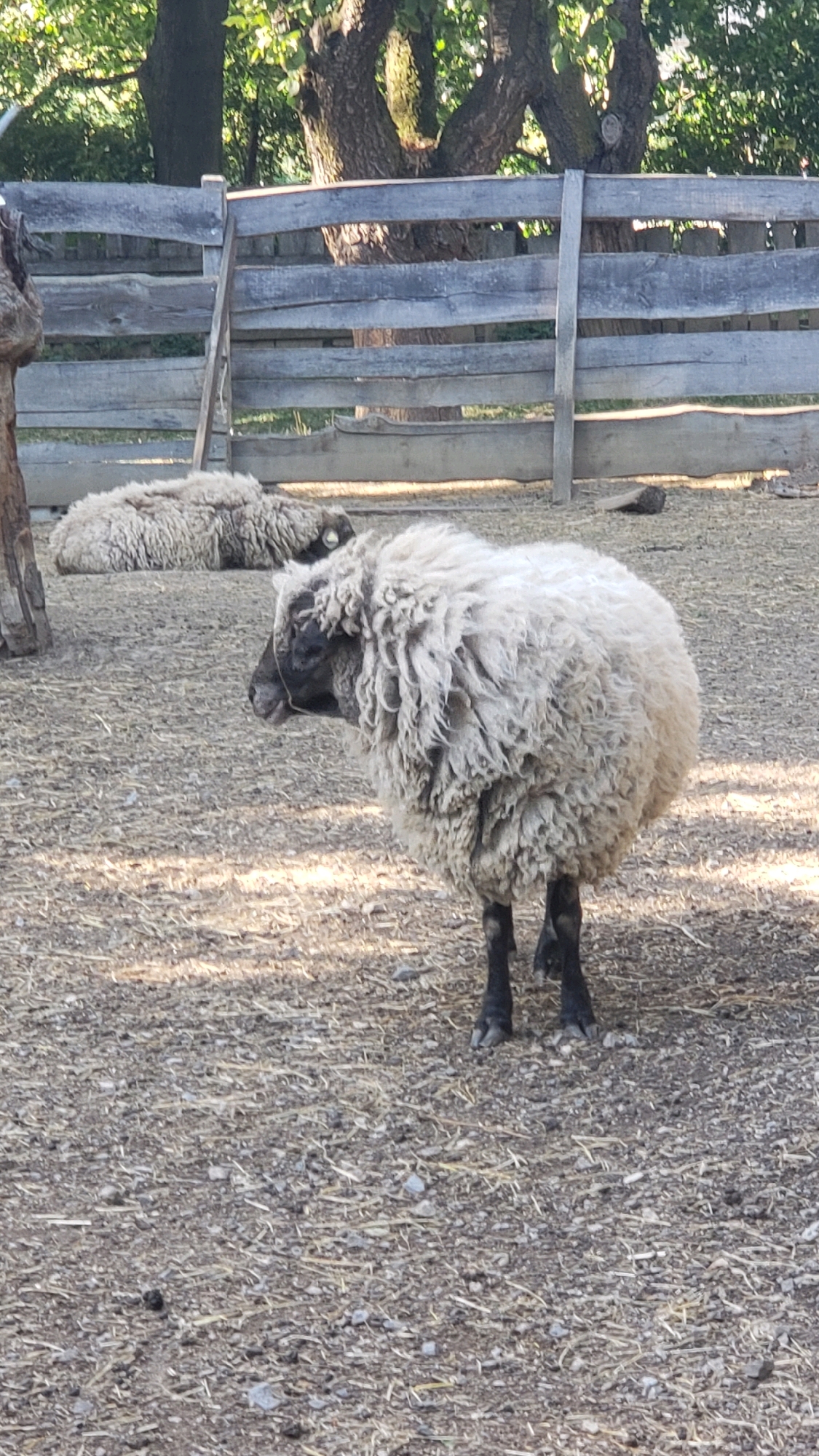 A sheep with thick, curly, off-white wool and black legs stands in a dry, dusty enclosure. Its head is turned to the left, showing a dark face and pink tongue. Another sheep is lying down in the background. A weathered wooden fence runs across the middle of the image, behind the sheep. Trees with green foliage are visible behind the fence. The ground is covered in dry straw and small stones. The scene appears to be an outdoor farm or animal enclosure, possibly in the city of Prešov, Slovakia, given the context provided, though specific geographical markers are absent in the image itself.
