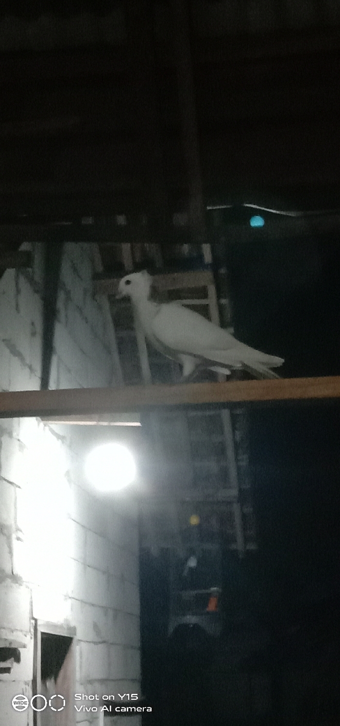 This image depicts a single white pigeon standing on an elevated surface within a dimly lit interior space in Ranugedang, Indonesia. The pigeon, facing left, exhibits white plumage and a subtle head crest. It is positioned behind a horizontal wooden beam that traverses the mid-frame. To the left, a wall constructed of light-colored concrete blocks is brightly illuminated by a prominent, circular artificial light source located in the lower-left quadrant. The upper portion of the scene reveals dark structural elements, likely ceiling joists or rafters. The right side and background are largely cast in deep shadow, revealing indistinct shapes of additional structures and a faint blue glow in the upper right. No human figures are visible in the scene.