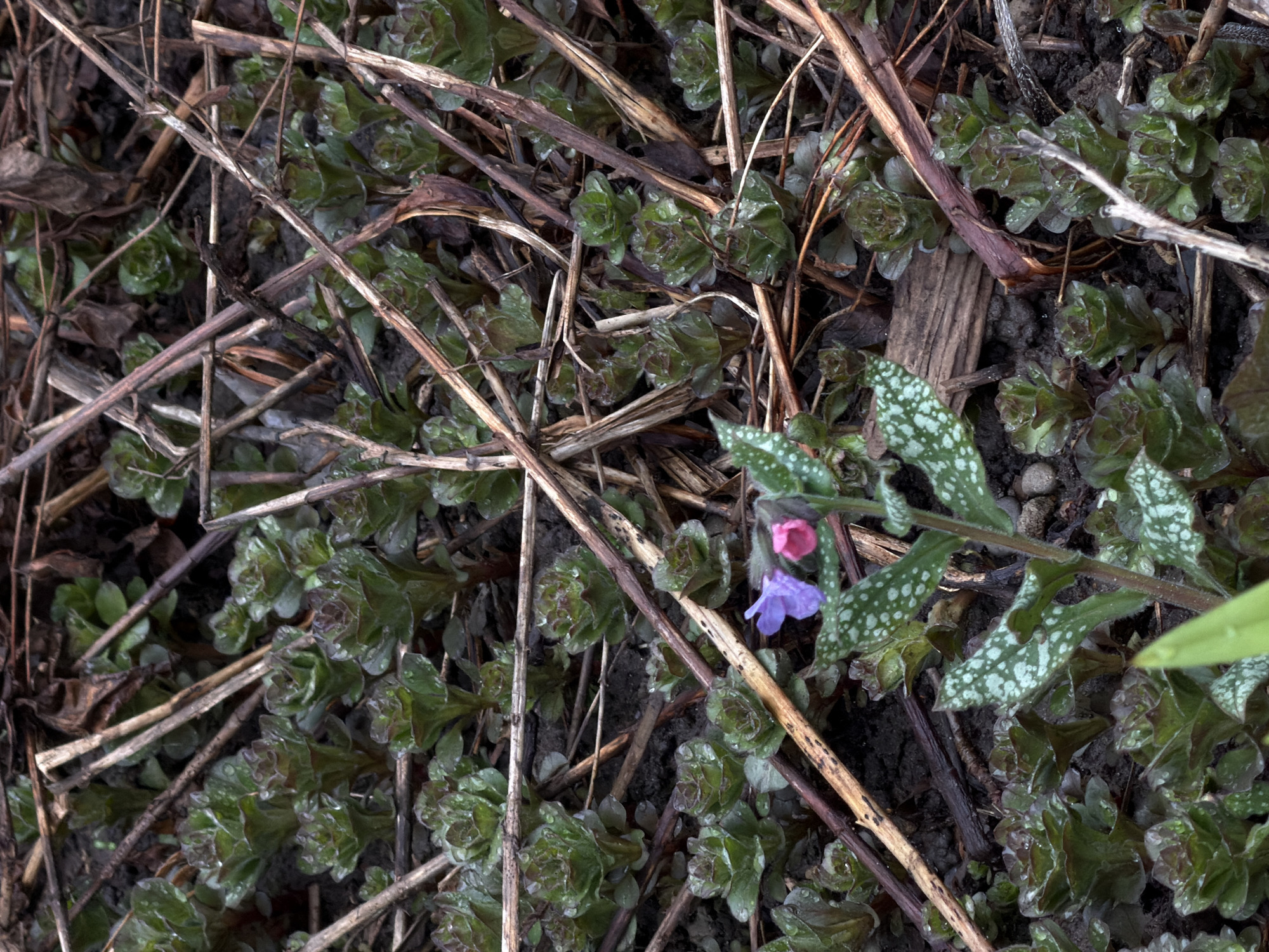 The image shows a patch of ground covered with small, green plants, likely in a garden or natural area. Several brown, dry twigs are scattered across the ground and interspersed with the plants. In the lower right quadrant of the image, there is a plant with green leaves with white spots, and two small, pink and purple flowers are also visible. The location is not specified, and there is no information to identify the place as Chaikovsky, Russia.