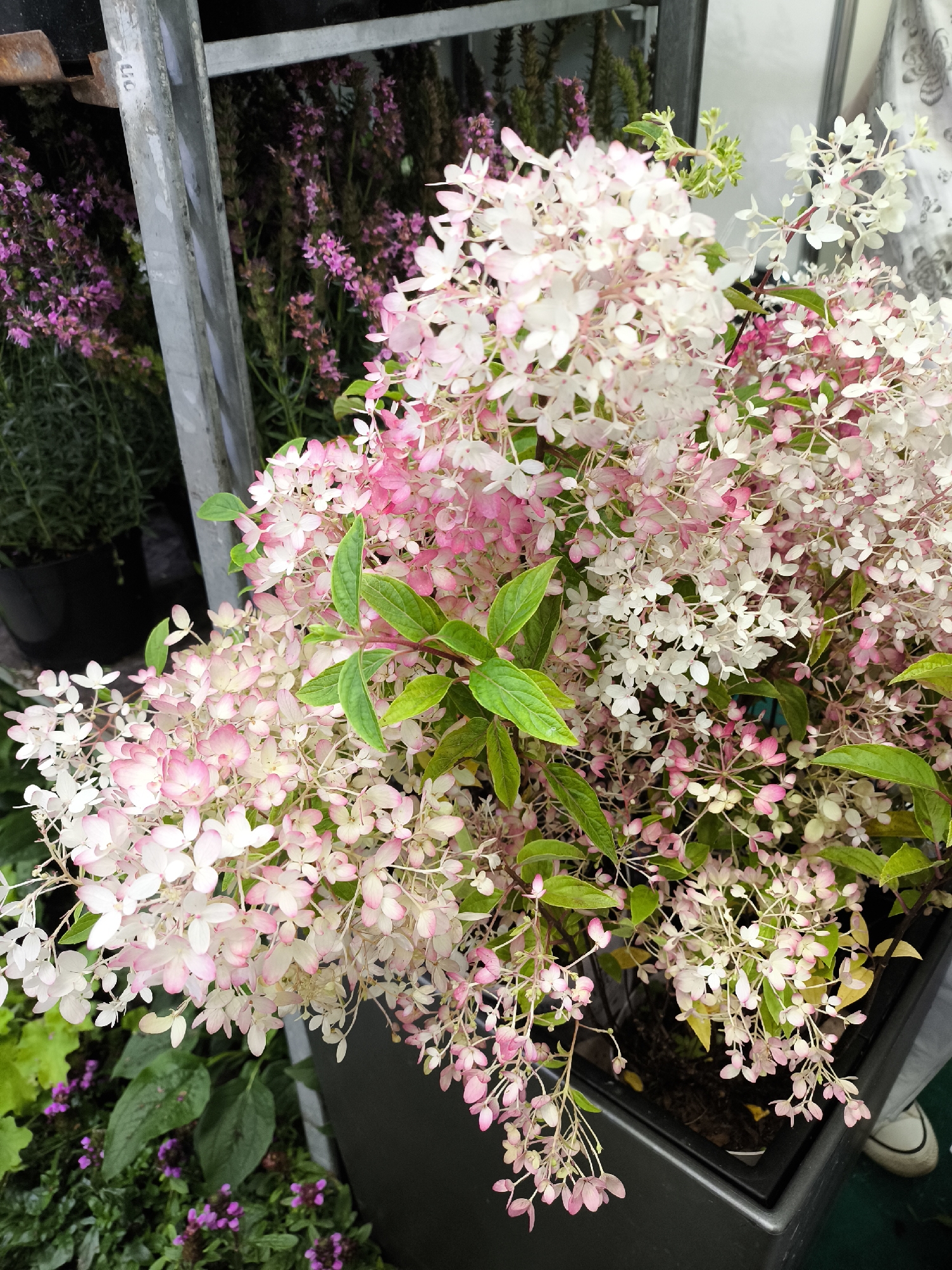 A close-up, overhead shot displays a collection of hydrangea paniculata flowers in a dark planter. The flowers are predominantly white and pink, with some transitioning from white to pink. Lush green leaves are interspersed among the blooms. In the background, blurred pink and green foliage is visible, along with a metallic structure. A person's white sneaker is partially visible in the lower right corner.