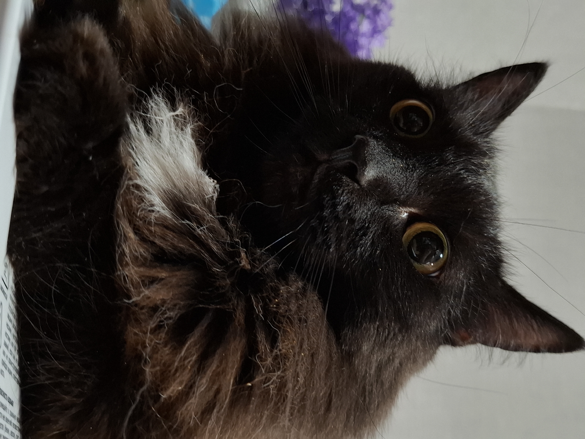 A long-haired, mostly black cat with amber eyes is captured from a low-angle perspective. The cat's head is tilted, and its ears are perked up. Some white fur is visible on the left side of its chest. The background includes a white surface and a blurred blue and purple object. No other people or objects are present. There is no information about the city of Chaikovsky, Russia.