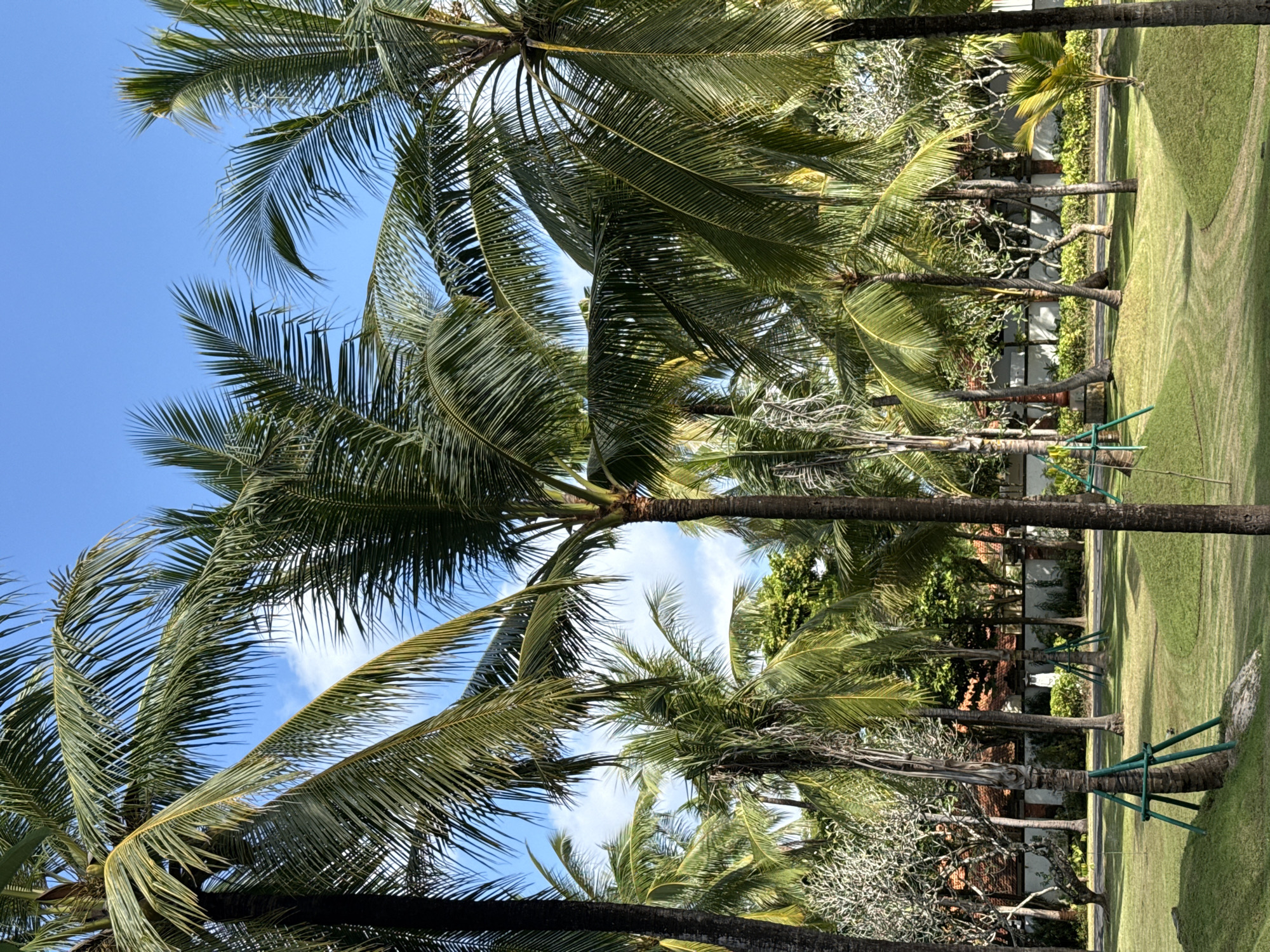 The media file, presented in a vertically rotated orientation, depicts a serene tropical landscape, likely situated in Kuta Selatan, Indonesia. The scene is dominated by numerous tall palm trees with abundant green fronds, some reaching high into a bright blue sky adorned with fluffy white clouds.
The perspective varies, capturing both an upward view through dense palm canopies and a wider view across a neatly manicured grassy lawn. In the midground and background, additional palm trees and other green foliage line what appears to be a path or boundary. Behind these trees, parts of buildings with white walls and reddish-brown tiled roofs are visible, suggesting resort accommodations or private residences.
The bright sunlight of a clear day, likely late morning or early afternoon, casts subtle shadows on the well-maintained grass. One younger palm tree in the foreground or midground is supported by a green metal brace, indicating recent planting or stabilization. There is no human activity present in the scene. No visible text is discernable within the image. The overall impression is one of a peaceful and well-kept tropical environment.