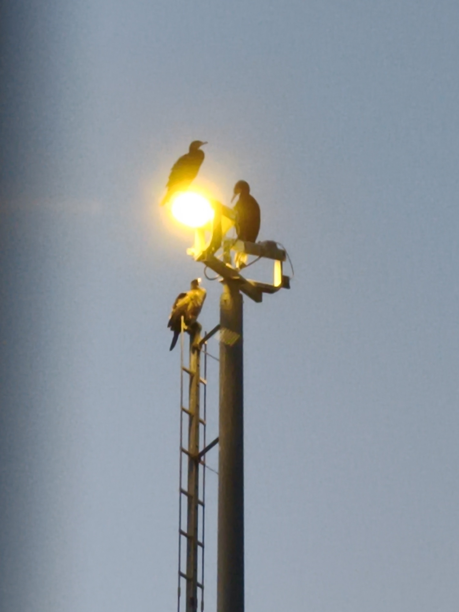 Three birds are perched on a tall lighting structure against a clear, pale blue sky. The structure appears to be made of metal and includes a ladder. A bright yellow light emanates from the top of the structure. One bird is silhouetted against the light, appearing dark with outstretched wings. Another bird, perched slightly lower, is also silhouetted. A third bird is visible on the ladder, facing away from the viewer and illuminated by the light, revealing brownish-yellow plumage. The image does not contain sufficient information to determine the specific location in Tallinn, Estonia.