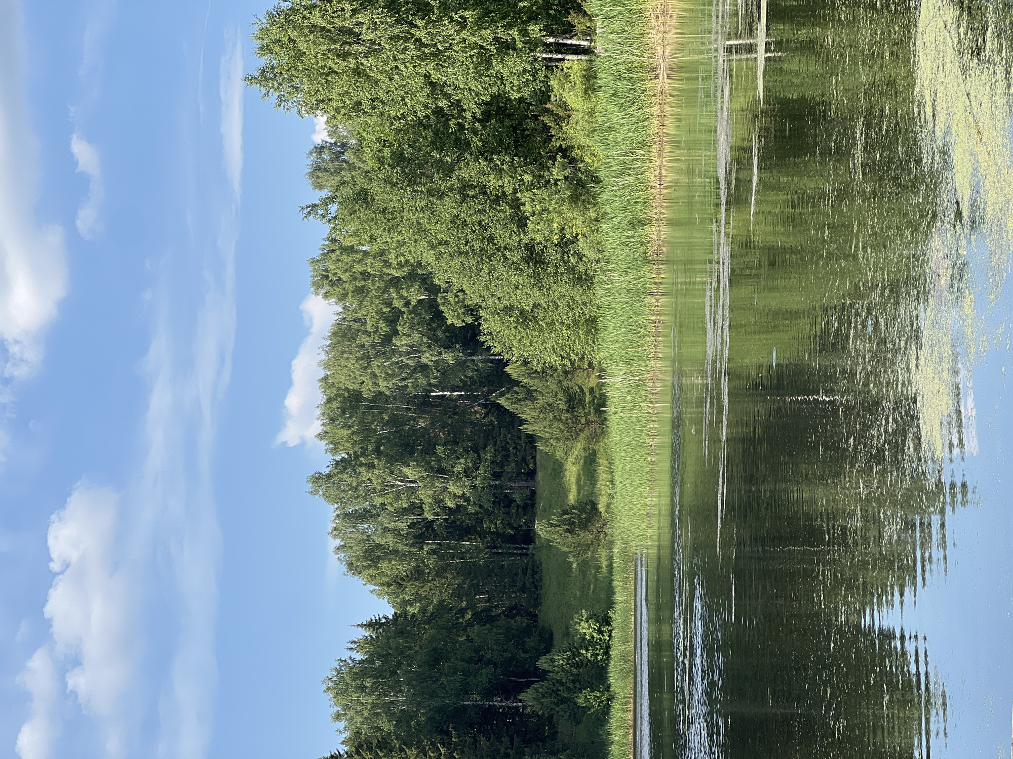 This is a landscape photograph taken outdoors in Al'nyash, Russia. The image depicts a tranquil natural scene with a body of water in the foreground and a lush green forest bordering it in the background. The water's surface is dark and reflective, with patches of lighter green algae or aquatic plants scattered across it. Tall reeds or grasses grow along the edge of the water, creating a natural boundary. Beyond the reeds, a gentle slope covered in green grass leads up to a dense forest of various trees, including tall, slender birches with white bark and darker, evergreen trees. The sky above is a clear blue with scattered white, fluffy clouds. The overall impression is one of a peaceful, summer day in a rural or natural setting. There are no people or specific man-made objects visible in the image.