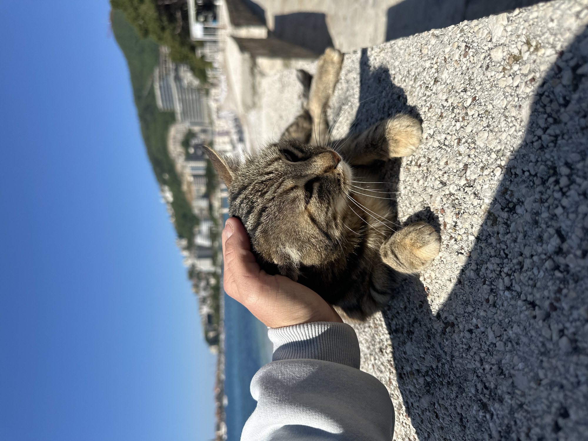 A person is petting a brown tabby cat on a concrete ledge. The cat is lying on its back, seemingly enjoying the interaction. The background shows the cityscape of Budva, Montenegro, with buildings lining the coast. In the background are visible the sea and a blue sky. The person petting the cat is wearing a gray sweatshirt. The ledge appears to be made of rough concrete. Strong sunlight casts shadows on the ledge.
