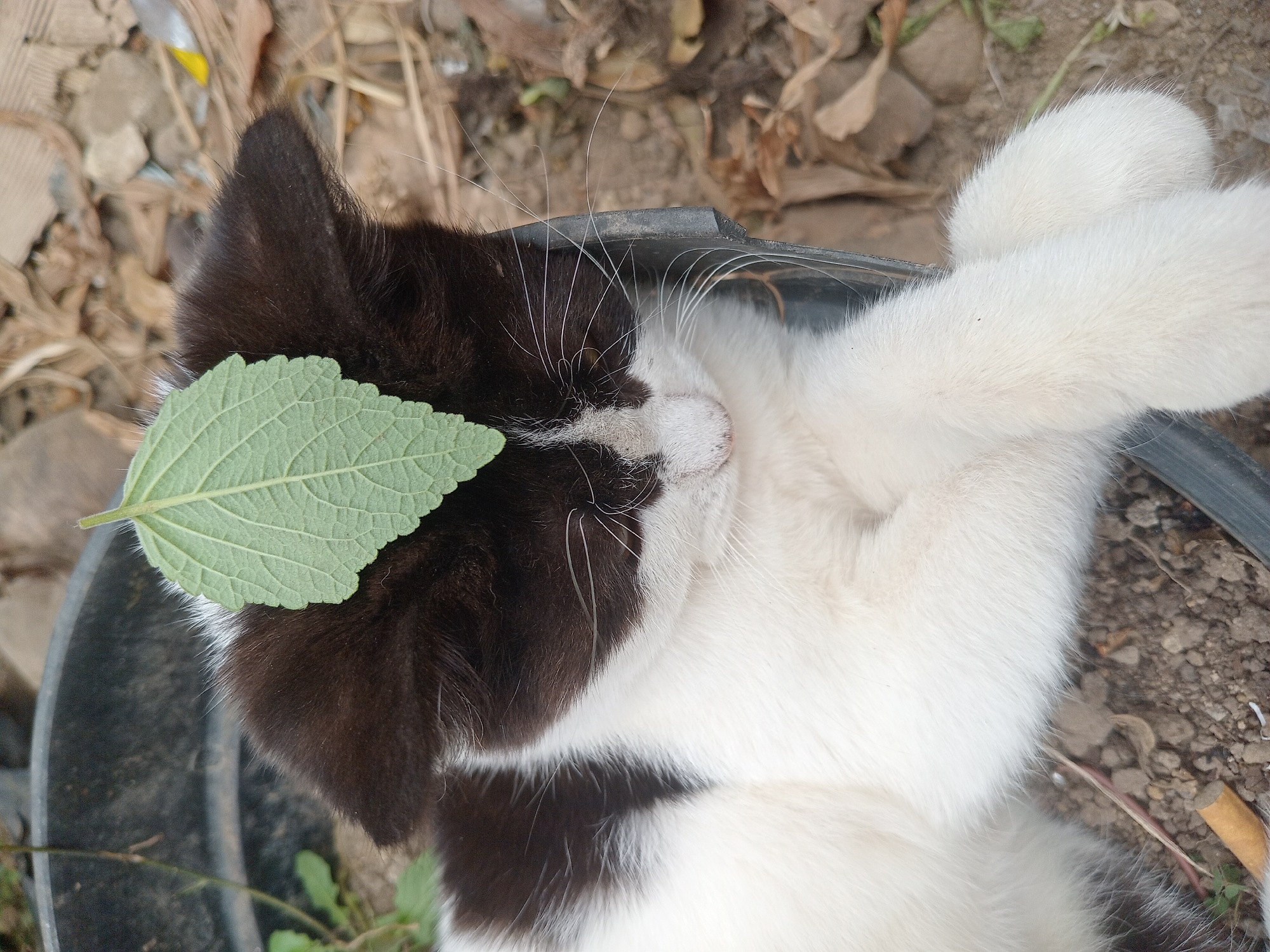 The image shows a black and white kitten lying down in a black plastic container. A green leaf is resting on top of the kitten's head. The background appears to be an outdoor environment with dirt, dry leaves, and some rocks. The scene is likely in a residential area, possibly a yard, which could be located in Claket, Indonesia, given the context. The kitten is in a relaxed pose, with its paws crossed in front of it. The lighting suggests it is daytime.