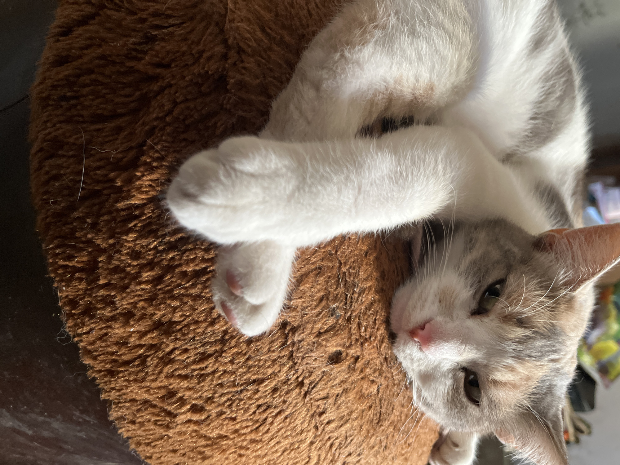 A calico cat with white, gray, and tan patches is resting on a fluffy, brown, circular object that appears to be a pet bed or cushion. The cat is curled up, with its head resting on the cushion and its paws crossed in front of its chest. Its eyes are partially closed, and its expression suggests it is sleepy or relaxed. The background is blurred but appears to be indoors, with some objects visible in the distance, including what might be a shelf with items on it, and possibly part of a window with light coming through. There is no indication of the cat's location in the city of Dnipro, Ukraine.