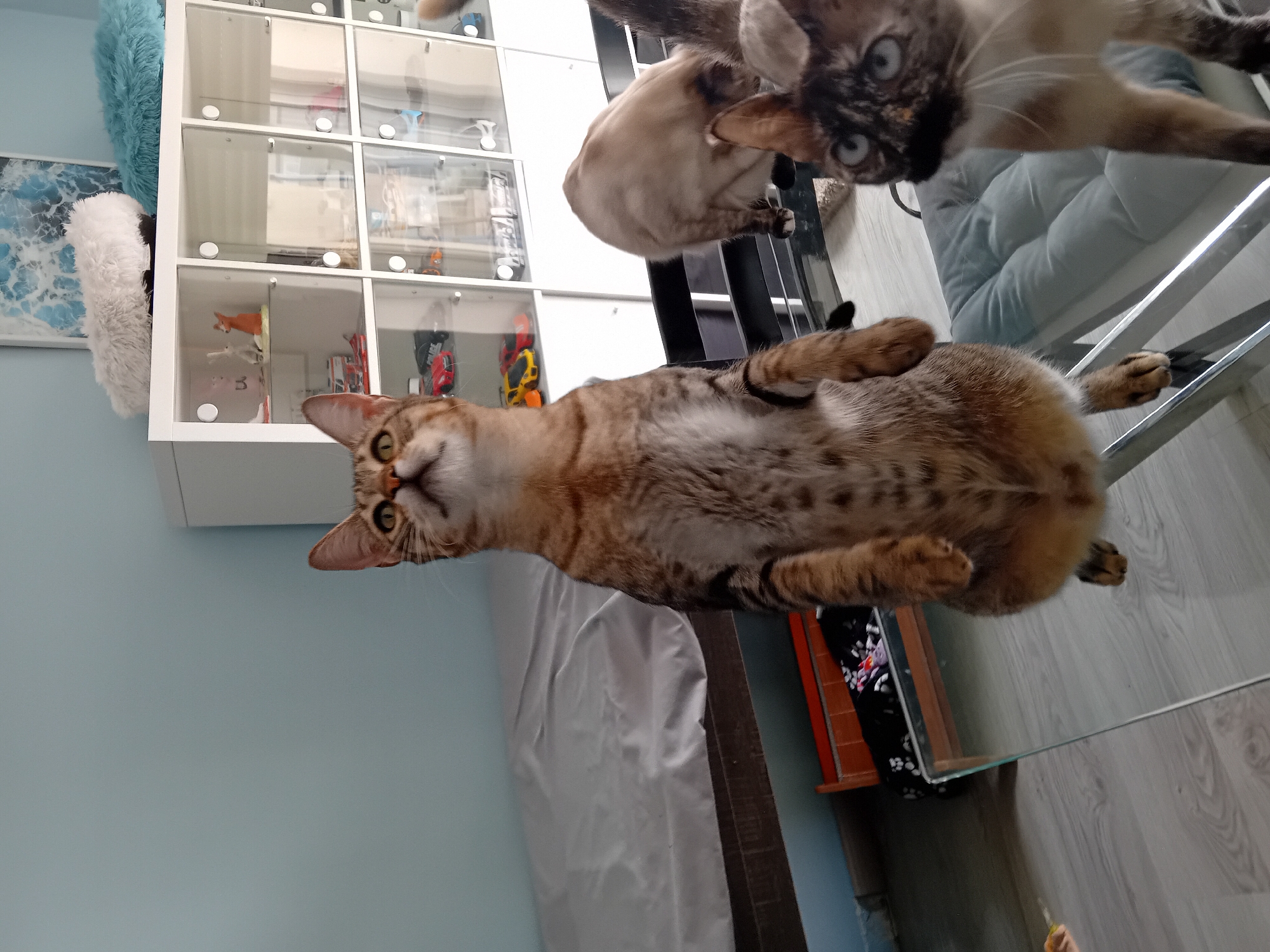 A low-angle shot shows two cats perched on a transparent glass surface, likely a table, with a third cat positioned closer to the camera and resting on the same surface. The cat nearest to the camera is light brown with spots, facing upwards and towards the viewer with visible amber eyes. Above it and slightly behind is a Siamese cat with darker markings on its face and lighter fur. A third cat, also Siamese, is partially visible behind the Siamese in the center.
Behind the cats and to the left, a pale blue wall is visible along with a white shelving unit filled with various items. A plush white and blue decoration hangs on the wall next to the shelving. To the right of the central cat, the scene transitions to a laminate floor. A dark brown wooden structure is visible beneath the glass surface, potentially part of a table.
The lighting appears to be moderately bright and diffused. The background suggests an indoor setting, potentially a domestic environment.