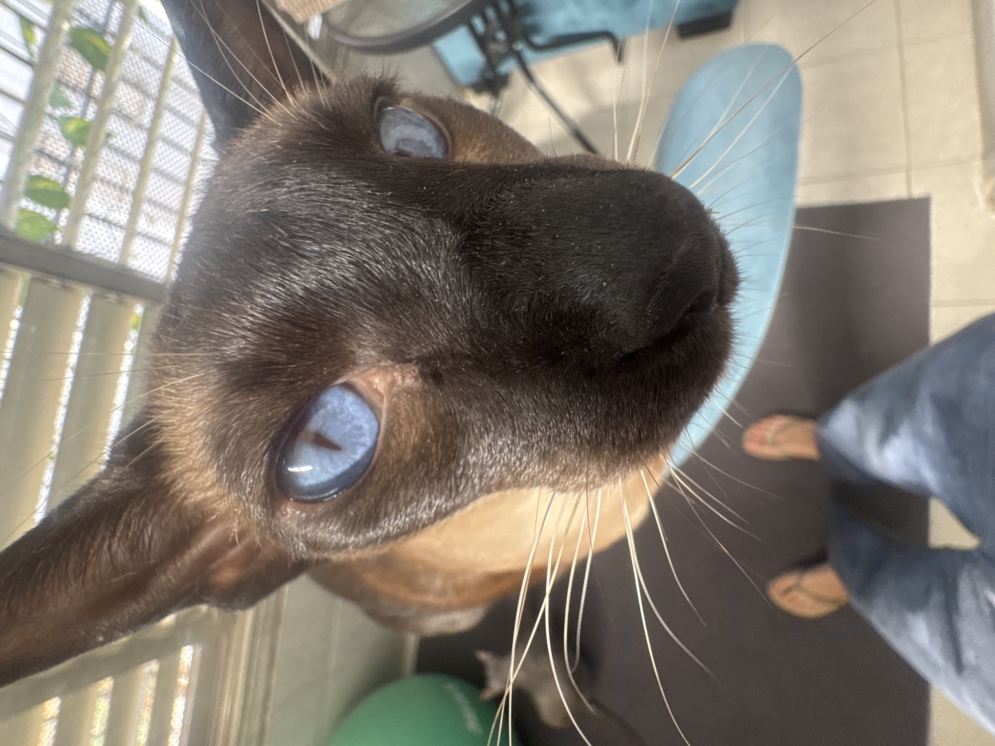 The image is a close-up, high-angle shot of a Siamese cat's face, dominated by its striking blue eyes and dark facial mask. The cat is positioned centrally, with its nose extending towards the viewer. Long white whiskers fan out from its muzzle. In the background, a pair of feet wearing flip-flops and blue pants are visible, suggesting the photographer's perspective. There are also some out-of-focus elements including a green sphere on the left and a portion of a blue object on the right, possibly a mat or furniture. The lighting suggests an indoor environment with natural light filtering from a window with blinds. The image is not located in Ramat Gan, Israel.