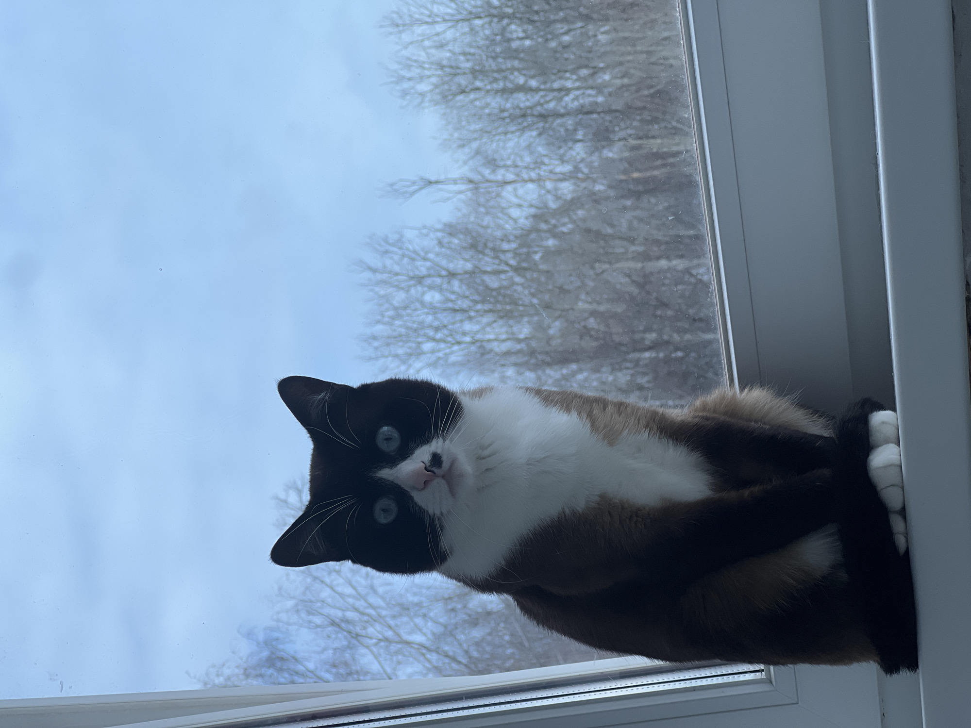 A seal point Siamese cat is sitting on a white window sill. The cat has blue eyes and a black nose. Outside the window are trees and a cloudy sky. The location is Noviy, Russia.