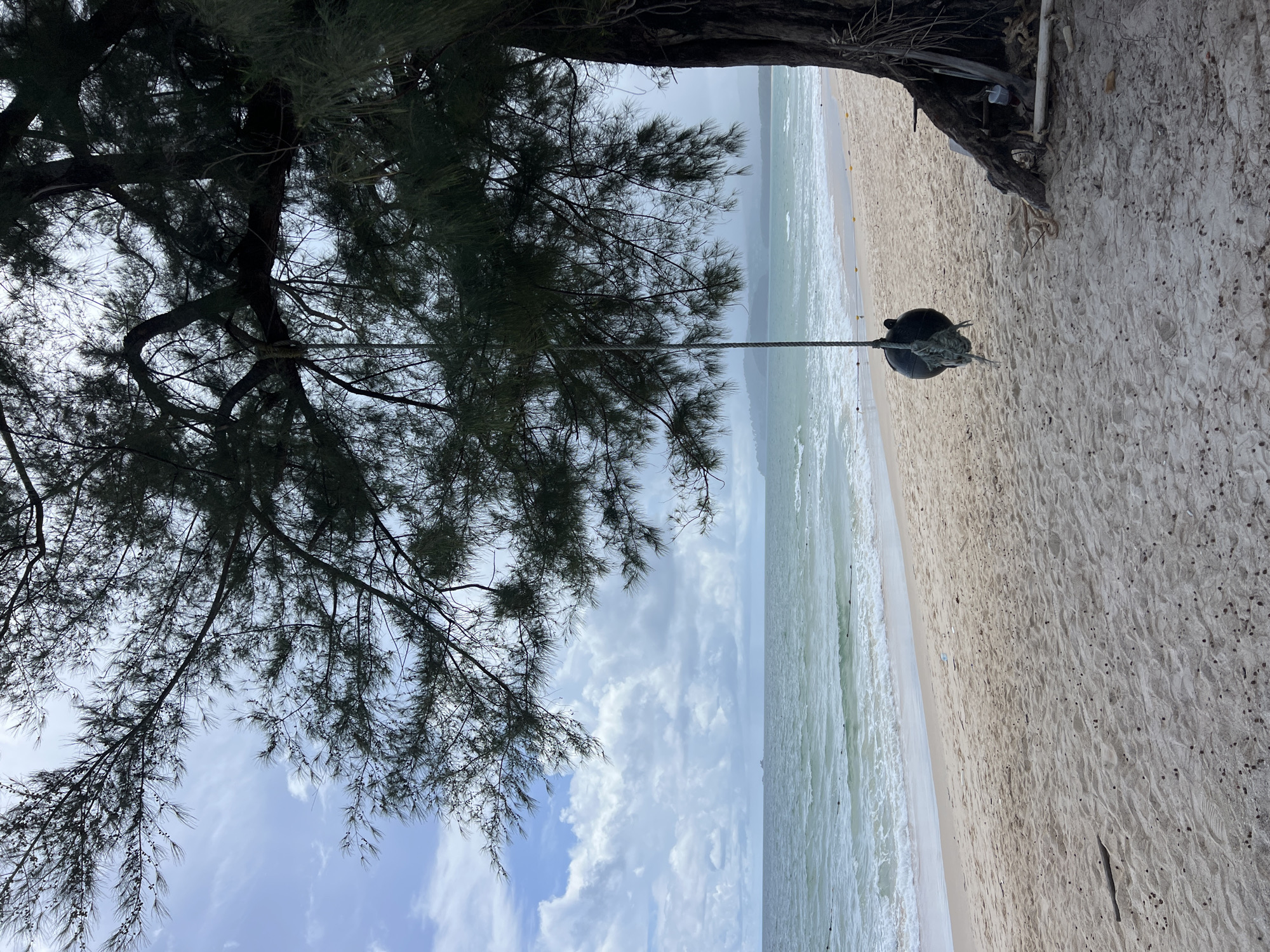 An outdoor, eye-level, medium shot shows a tire swing hanging from a tree on a beach. The tire is black and suspended by a rope from a tree branch. The tree is large with dark bark and feathery green foliage. The beach sand is light brown and has ripples from the wind. The ocean water is turquoise and appears calm with small waves. In the distance, a hazy shoreline with green hills is visible under a cloudy sky. The scene suggests a tropical or coastal location.