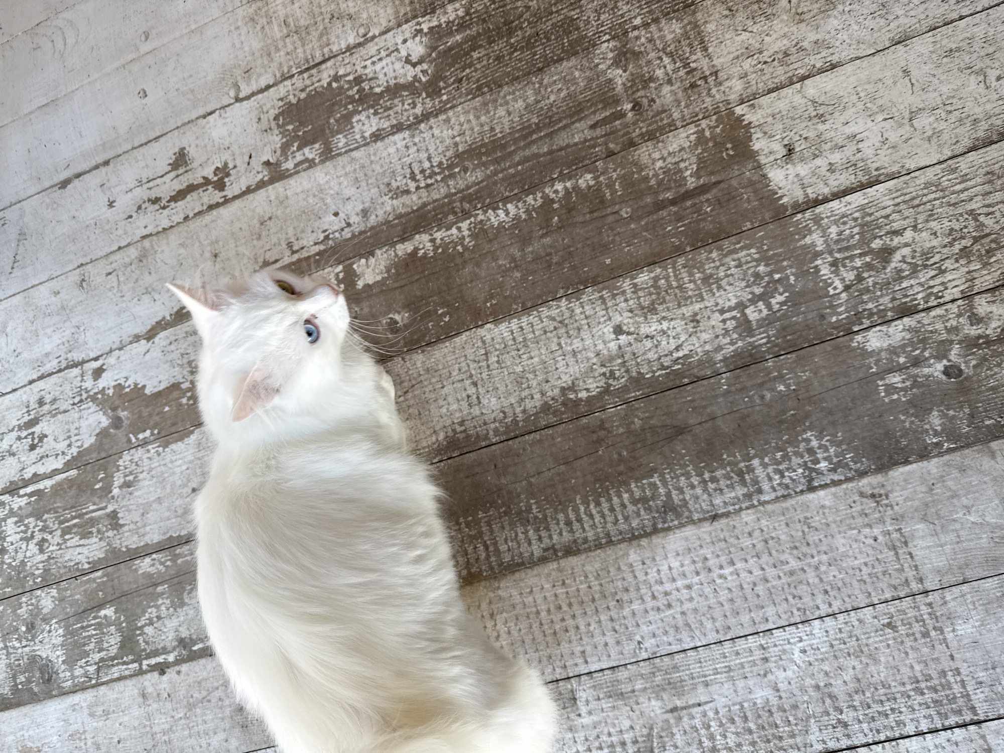 A high-angle shot shows a long-haired, white cat on a weathered wooden surface. The cat is facing slightly upward and left, with blue eyes visible. The wooden surface consists of planks arranged horizontally and running diagonally across the frame, exhibiting signs of wear and discolouration, with patches of white and brown. The texture of the wood grain is visible. The setting is unspecified and does not contain any clear indication of being the city of Bobylino, Russia.