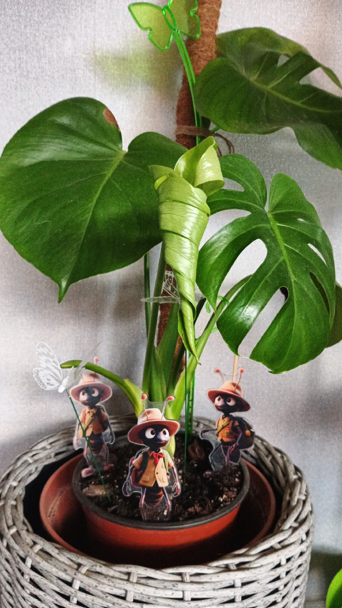 A potted Monstera plant sits in a grey woven basket. The plant has large green leaves, one of which is unfurling. Three cartoonish figures resembling ants are placed in the soil of the plant pot. Each ant figure wears a hat, a vest, and a backpack. One ant figure on the left holds a white butterfly figurine on a stick. The background is a textured grey wall. A green butterfly decoration is attached to a brown coir pole behind the plant. The scene is indoors. There is no indication of location in Kryvyi Rih, Ukraine.