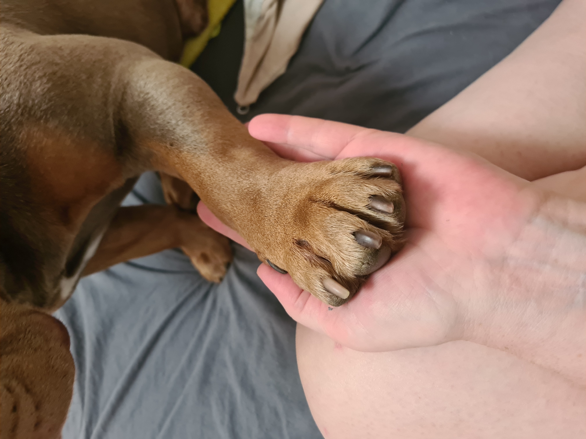 A close-up shot shows a person's hand cradling a dog's paw. The dog's fur is a reddish-brown color, and its nails are visible, some appearing slightly worn. The hand is fair-skinned, with the dog's paw resting in its palm. In the background, a gray surface, likely a bed or sofa, is visible. A corner of a beige blanket or fabric is also present. The lighting suggests it is daytime, but there are no clear indications of the time of day or weather. The image evokes a sense of connection and comfort between the human and the animal. There is no visible text in the image.