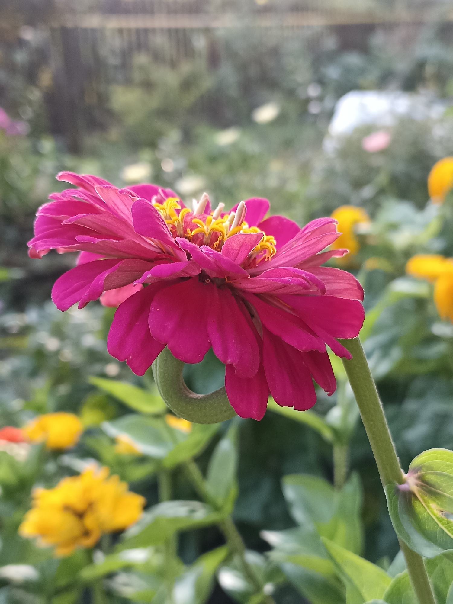 A close-up shot captures a vibrant pink zinnia flower in bloom, its petals unfurling outwards with a delicate curl. The center of the flower reveals a cluster of bright yellow stamens. The flower is positioned in the foreground, with its stem gracefully arching. In the background, out-of-focus yellow flowers and green foliage suggest a garden setting. The overall lighting indicates a natural outdoor environment. This image was taken in Mochische, Russia.