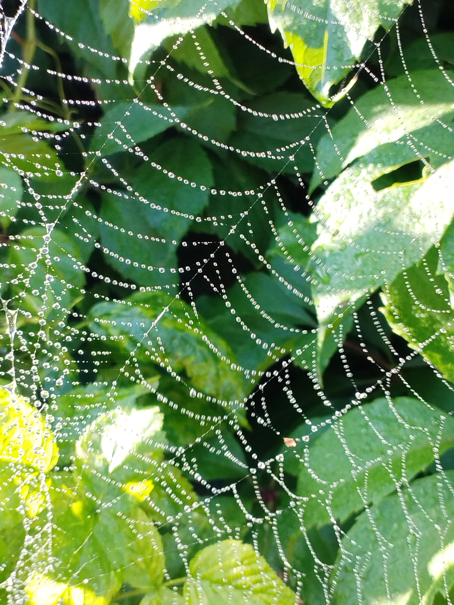 A close-up, high-angle shot captures a dew-covered spider web, glistening with water droplets against a backdrop of blurred green leaves. The spider web forms intricate geometric patterns, with each strand adorned by numerous tiny, spherical water droplets that reflect the light, creating a shimmering effect. The leaves in the background are a rich, deep green, some appearing slightly lighter and more translucent where sunlight filters through. The overall impression is one of delicate natural beauty, highlighting the intricate structure of the spider's creation and the subtle details of morning dew. The image does not depict any people, actions, or interactions, and the specific location in Bialynichy, Belarus, is not visually represented within the frame.