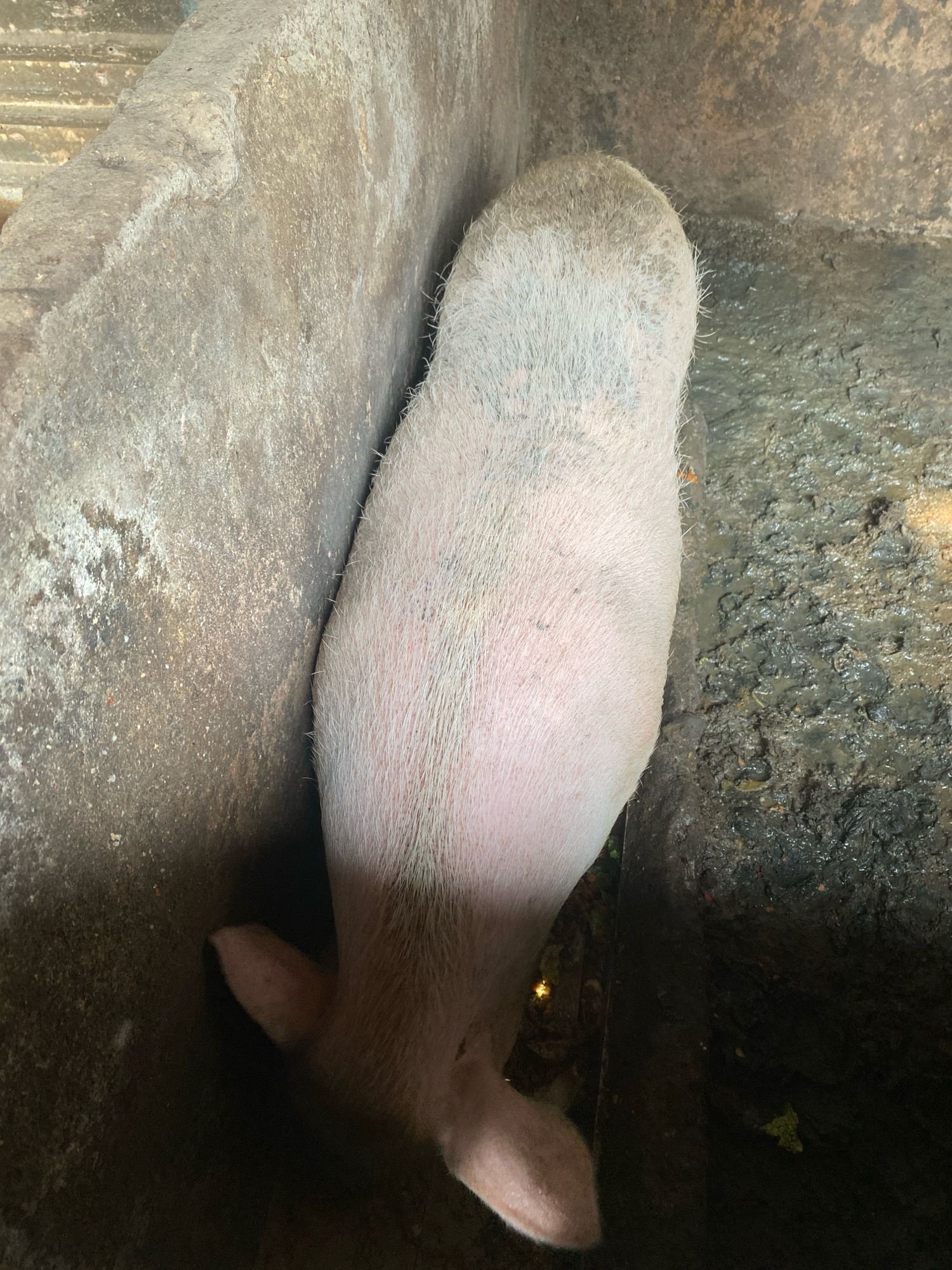 An overhead, close-up shot shows the hindquarters of a pink pig with sparse, light-colored hair, facing downwards into a dark, narrow, muddy enclosure. The pig's body fills most of the frame, curving slightly to the left. Its head is not visible, but one pink ear is visible on the lower left side of the image. The pig is in a pen with rough, concrete walls on the left and top. The floor of the pen is a dark, muddy surface with some green debris scattered throughout. The lighting is dim, with some yellow illumination on the left side, possibly from a light source outside the frame.
