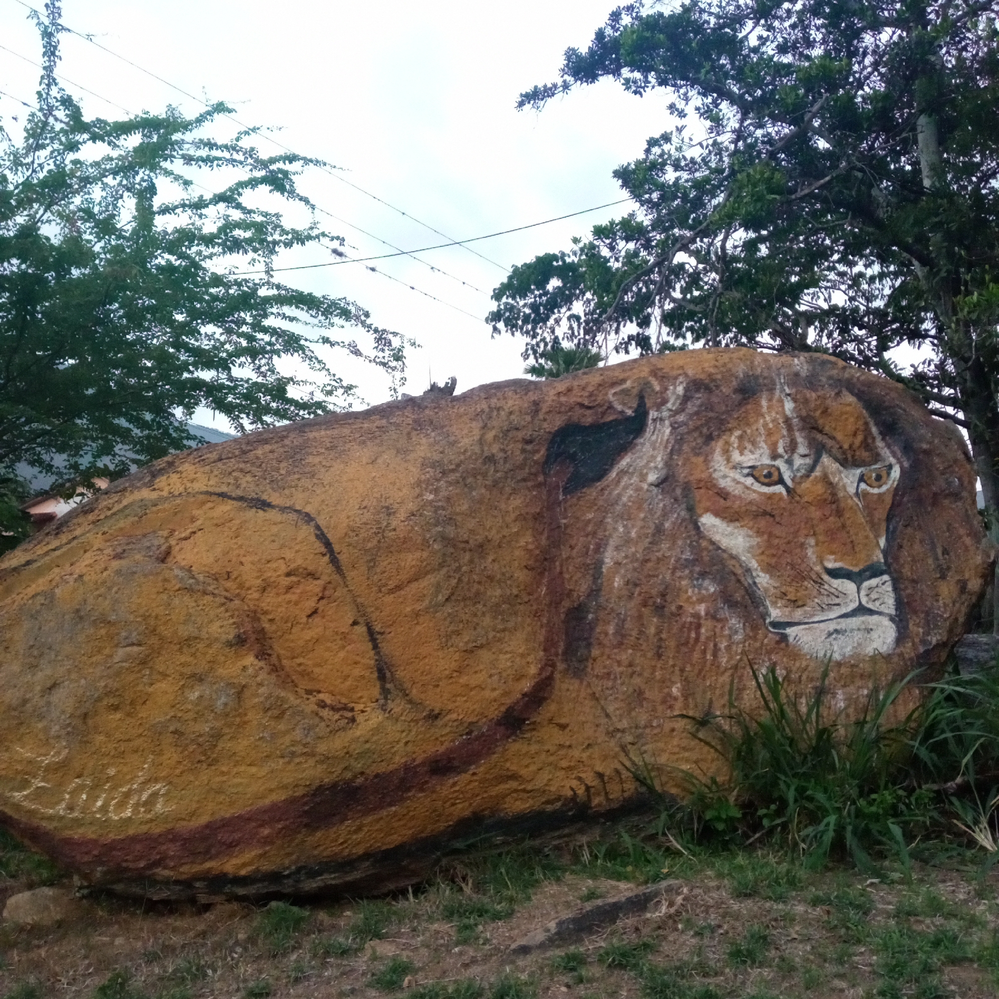 The image depicts a large, ochre-colored boulder located in El Limón, Venezuela. A painting of a lion's head and upper body covers the visible face of the rock. The lion painting includes details such as fur, eyes, and a muzzle in shades of yellow, brown, black, and white. A word, seemingly "Zaida", is scrawled on the lower left side of the rock. The boulder sits on a patch of patchy grass and is partially obscured by some tall grass. Trees with dense foliage surround the rock, and overhead, power lines can be seen against a slightly overcast sky. The scene appears to be outdoors and is likely situated in a public or semi-public space, judging by the nature of the subject.