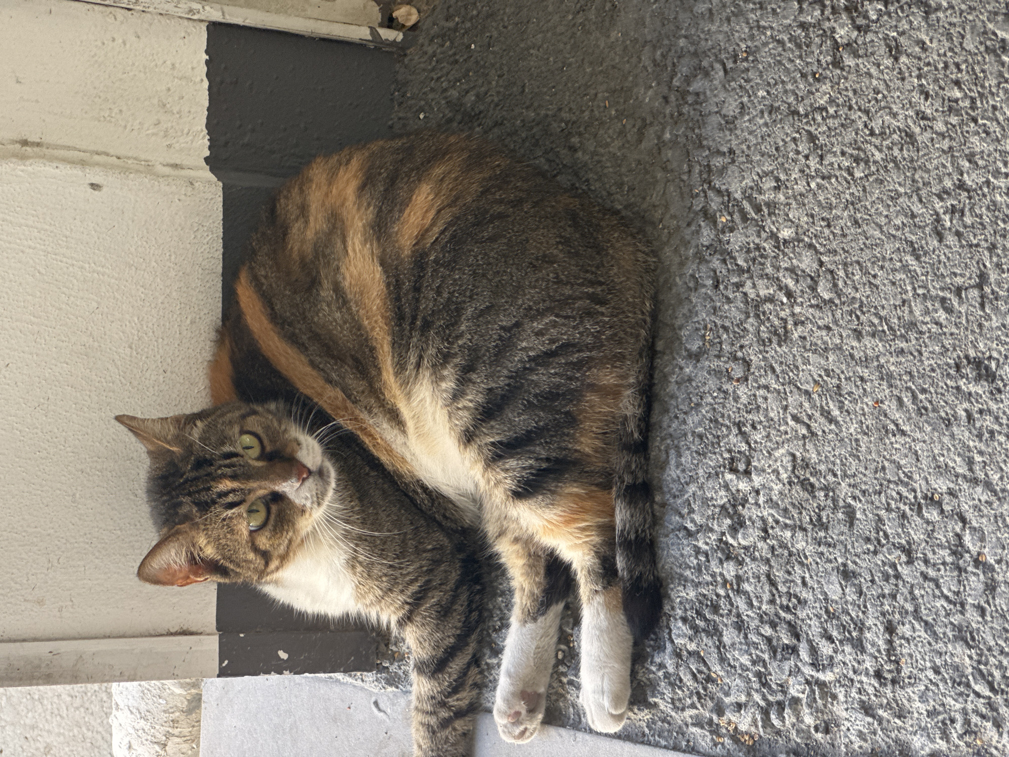 A calico cat lies on a grey, rough-textured surface, likely asphalt or concrete, at the base of a wall. The wall has a white upper section and a dark grey lower section. The cat is facing the camera, with its body curled to the right. Its fur displays a mix of brown, black, and orange patches, with white on its chest and paws. The cat's eyes are open and a light green color. The background shows a textured, light-colored stone element to the left and the wall to the right, with some debris on the ground. The lighting suggests it is daytime, with shadows cast by the wall.
