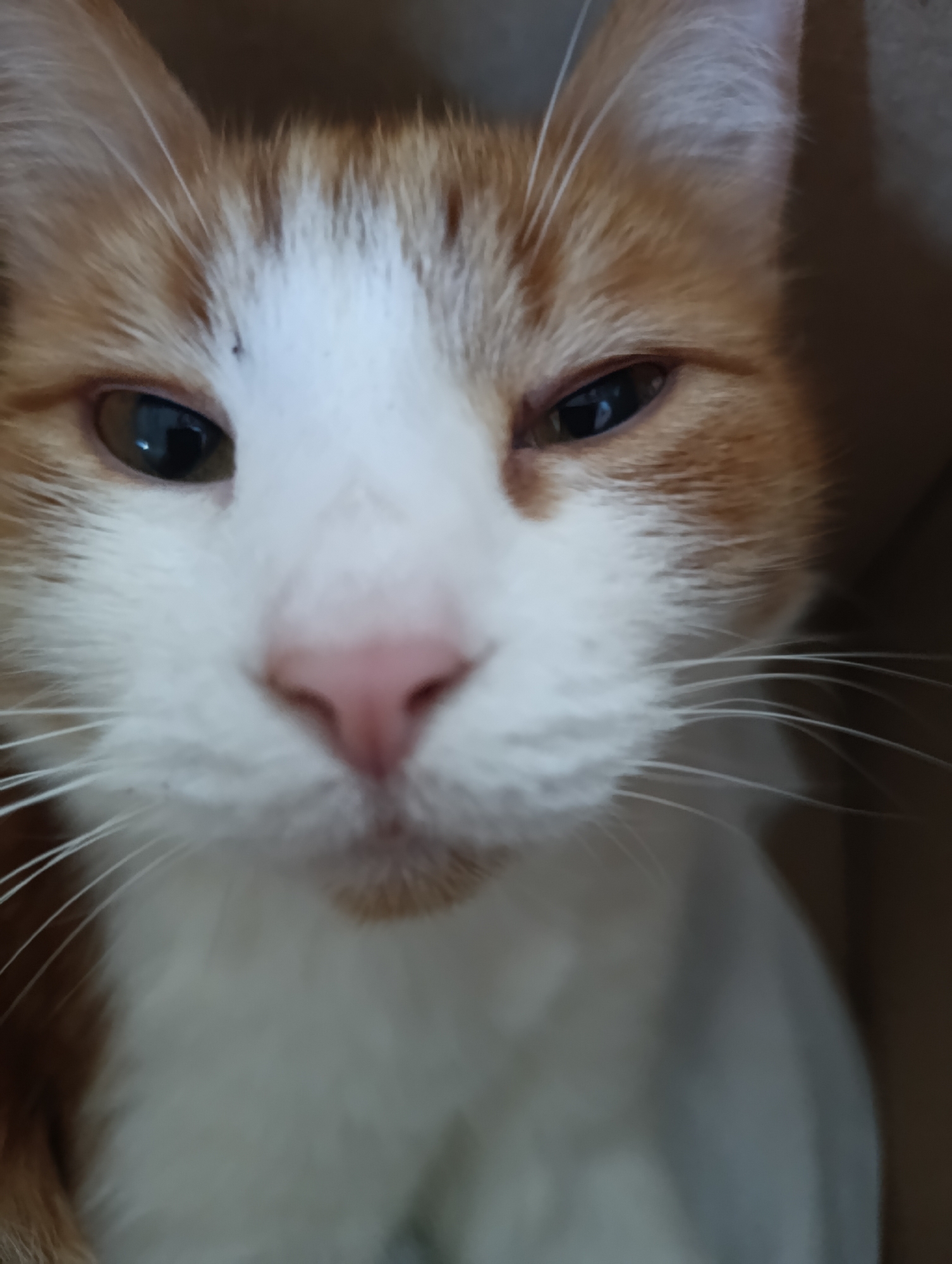 The image is a close-up, low-angle, eye-level shot of an orange and white cat's face. The cat is looking directly at the camera with a slightly unimpressed expression. The cat's fur is short and appears well-groomed. The background is a blurry brown, suggesting the cat is indoors, possibly in a box or a confined space. There are no discernible elements in the image that can be used to determine its location in Cherkasy, Ukraine.