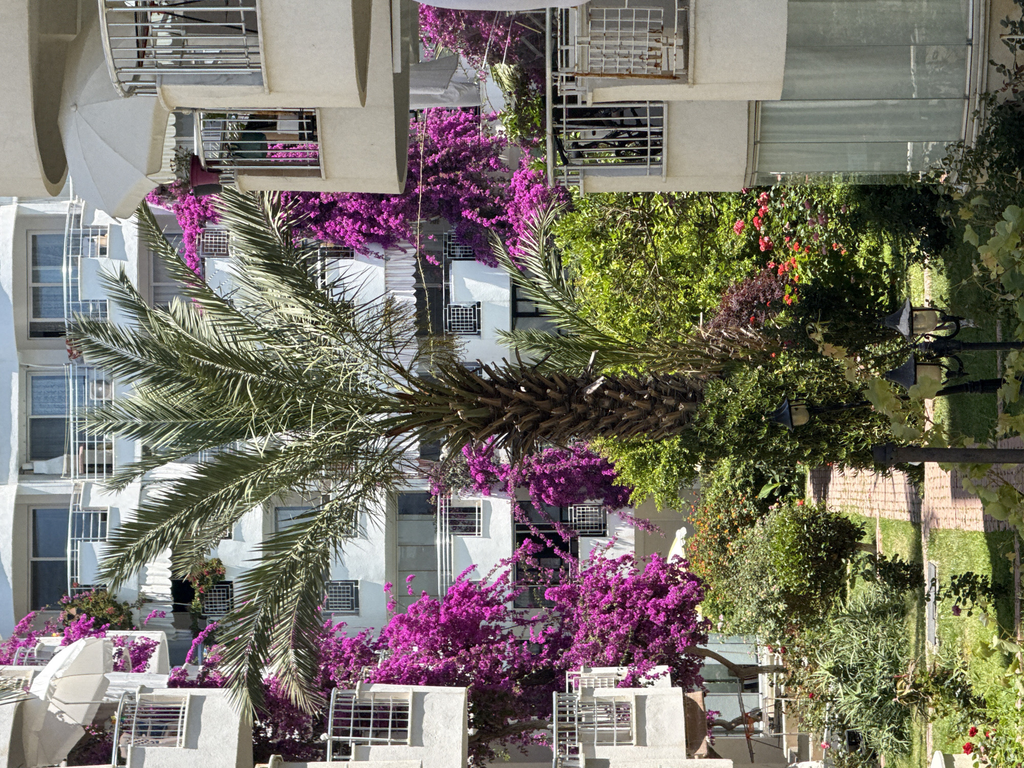 A vibrant outdoor scene features white, multi-story buildings with numerous windows and balconies, enveloped by lush greenery under bright sunlight. The image, if correctly oriented, shows a courtyard or garden area looking towards residential or hotel structures.
Prominently featured are large palm trees with expansive fronds, dominating the foreground and midground. Adding a burst of color are abundant clusters of bright magenta bougainvillea, which climb over the white buildings, spilling onto balconies and cascading down walls, creating a striking contrast with the pale architecture.
The garden area is rich with various green trees and shrubs, some displaying small red flowers, and a well-maintained grassy lawn. A dark lamppost stands within the garden. On one of the balconies, a white outdoor umbrella is open, and white, possibly mesh-patterned, outdoor chairs are visible, suggesting an area for relaxation. The buildings have various types of windows, some with white decorative grilles.
The time of day appears to be sunny daytime, indicated by the strong illumination and clear shadows. There are no people visible, and no discernible text can be seen in the image. The overall impression is one of a verdant, well-kept, and tranquil setting.