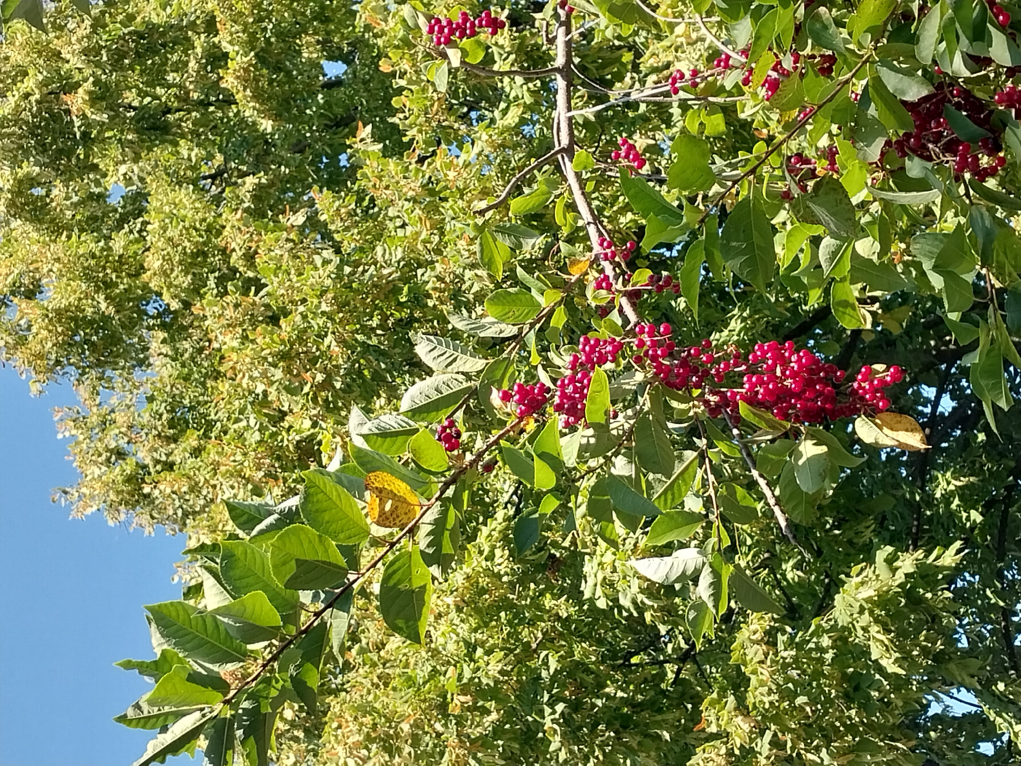 The image depicts a close-up view of a tree branch laden with clusters of small, dark red berries, likely chokecherries, against a backdrop of lush green foliage and a clear blue sky. The berries hang in pendulous racemes, some appearing ripe and glossy, while others are still developing. The leaves are a vibrant green, with some showing signs of yellowing, possibly indicating the approaching autumn. Sunlight filters through the leaves, creating highlights and shadows, adding depth to the scene. The background is dominated by the dense canopy of another tree, its leaves a lighter shade of green, suggesting it might be a different species or have been affected by the sunlight differently. The setting appears to be natural and outdoors. The location is identified as Doslidne, Ukraine, suggesting this image was taken in a rural or semi-rural area within that region. No people or animals are visible in the image, and no specific actions or interactions are depicted. The overall impression is one of natural abundance and the seasonal progression of plant life.