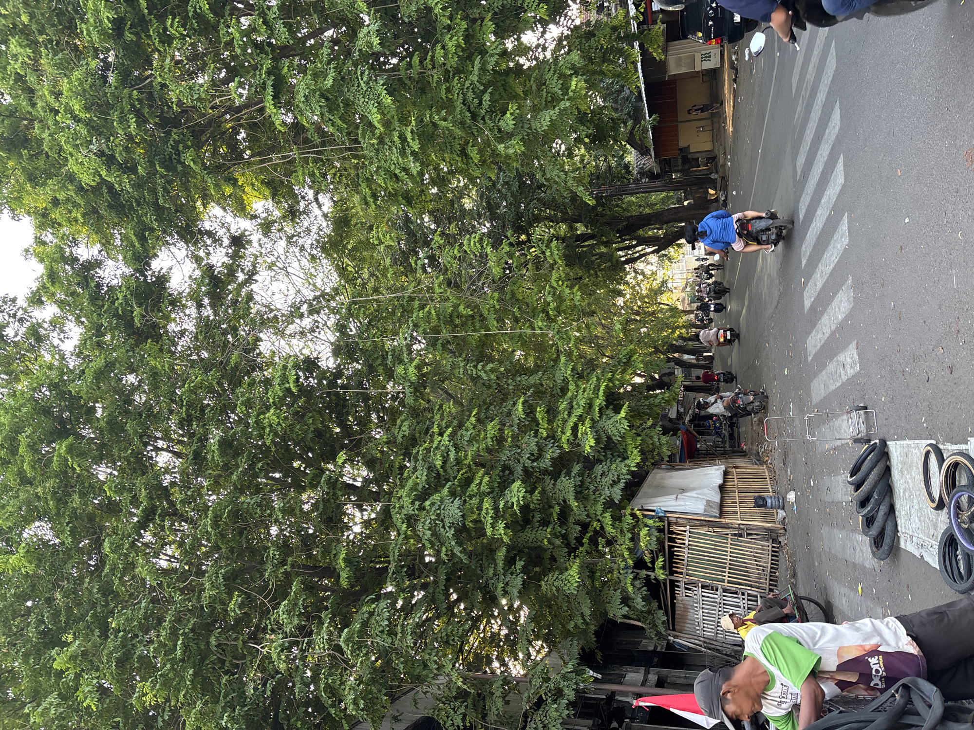 The image depicts a street scene in Cirebon, Indonesia, characterized by lush, mature trees lining both sides of the road, creating a verdant canopy overhead. The sun filters through the leaves, dappling the asphalt. A busy street is visible, with several motorbikes in motion and parked. On the left side of the road, a man in a green and white t-shirt and a dark cap is handling black tires and inner tubes. Adjacent to him, a small, open-air stall constructed of bamboo and corrugated metal is set up. Further down the street, a pedestrian crossing is marked on the road. On the right side, a black car is parked, and further down, there are buildings and more trees. The overall atmosphere suggests a typical urban environment in Indonesia with vibrant street life.