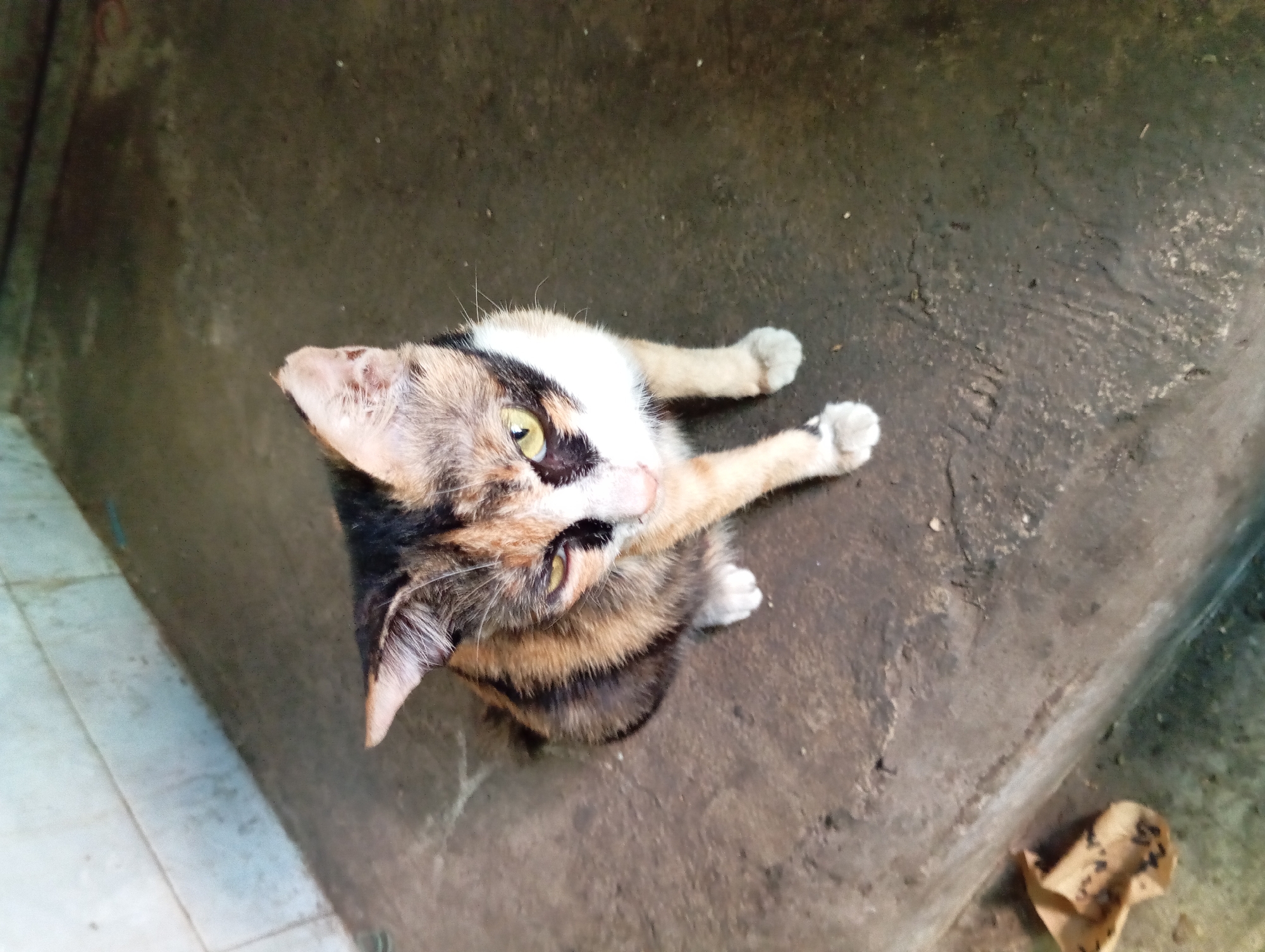 A calico cat with green eyes and black, orange, and white fur is sitting on a concrete floor in what appears to be an outdoor area with a tiled wall in the background. The cat is looking to the left with one eye partially closed. A crumpled piece of brown paper with dark specks is on the floor to the left of the cat. The scene is located in Kepulungan, Indonesia.