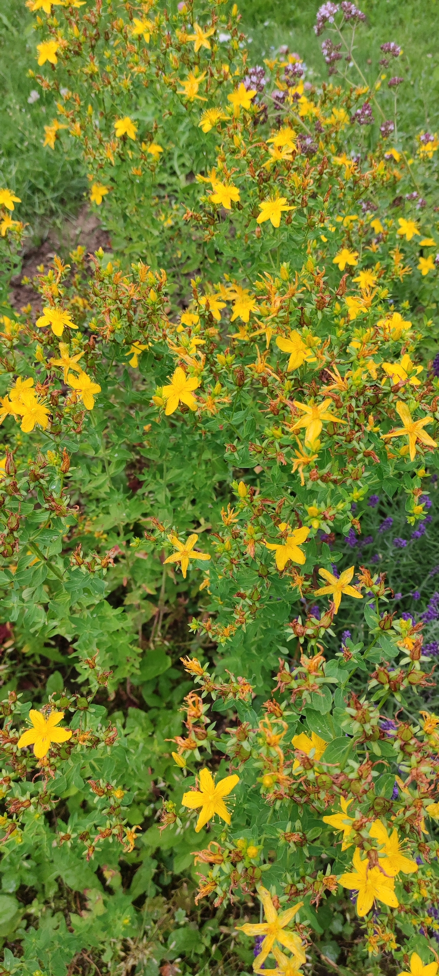 A vertical, eye-level shot captures a dense patch of St. John's Wort flowers, Hypericum perforatum, in a garden setting. The blossoms are predominantly bright yellow with five petals, scattered amongst vibrant green foliage and some developing seed pods. In the background, a cluster of small purple flowers, possibly lavender or oregano, peeks through the greenery. The ground beneath the plants is a mixture of soil and grass. The image appears to be taken in an outdoor environment within the city of Moskovsky Veteran SNT, Russia, suggesting a natural or cultivated garden space. No people or animals are visible in the frame.