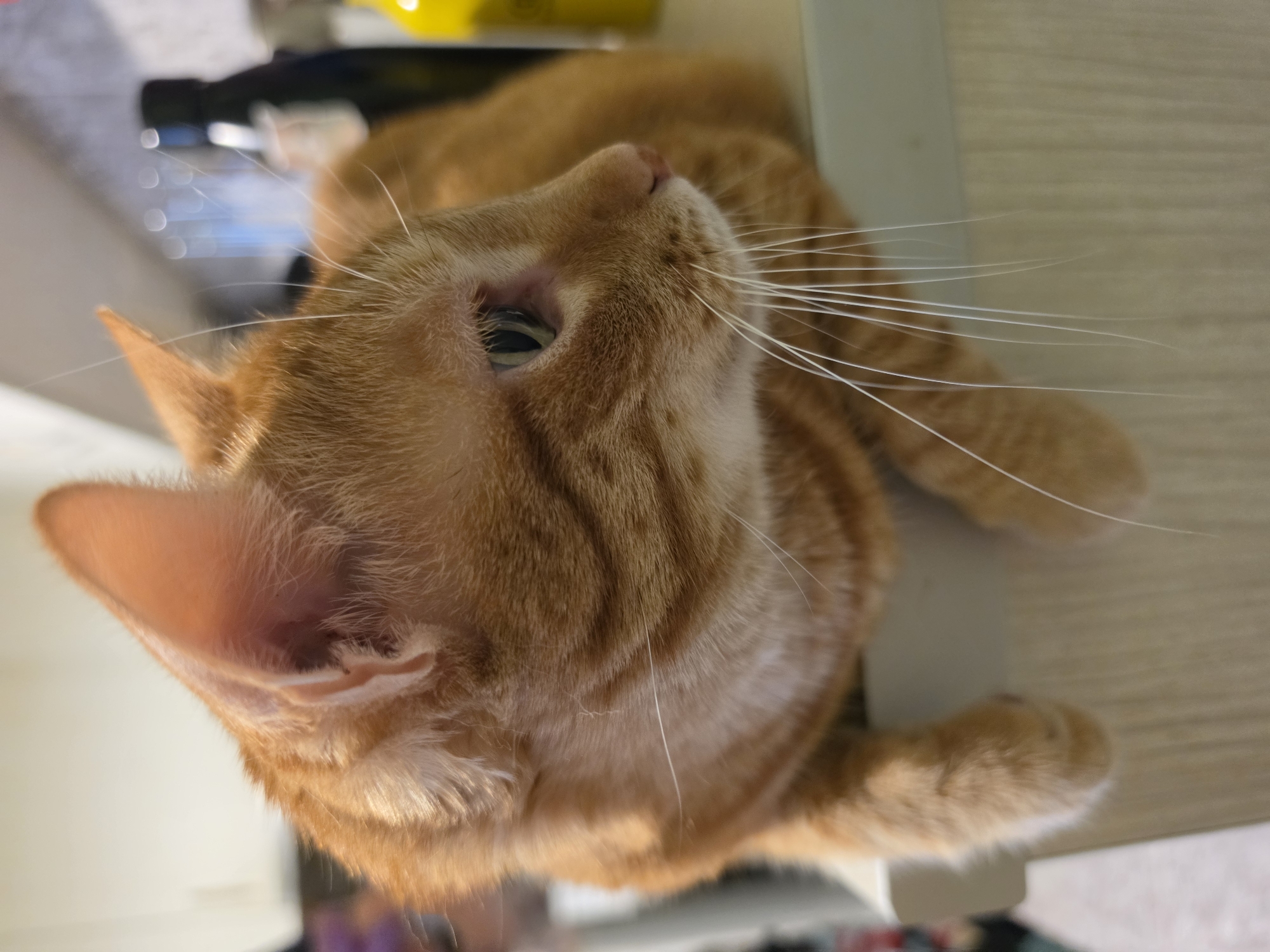 A close-up, eye-level, outdoor medium shot captures an orange tabby cat perched on a counter. The cat is facing right, with its head tilted slightly upwards and its green eyes looking to the right. Its fur is a mixture of orange and darker orange stripes. The cat's paws are hanging over the edge of the counter. In the background, a dark bottle and a yellow bottle are visible, along with what appears to be a kitchen counter. The lighting suggests natural light from the left. The location is described as Unknown, Unknown.