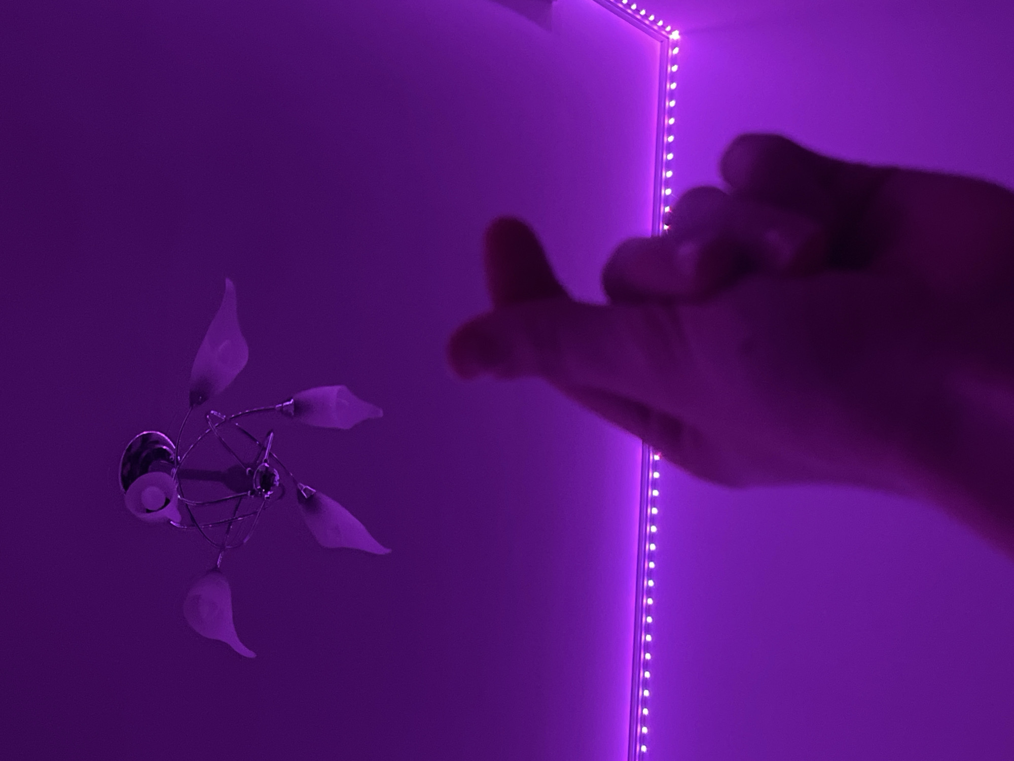 The image presents an indoor scene heavily illuminated by purple light, creating a distinctive ambiance. On the left side, a decorative light fixture hangs, likely from a ceiling. This fixture features a metallic, open-work structure with several translucent, leaf-shaped diffusers covering individual light bulbs, which also emit a purple glow.
Dominating the right side and upper edge of the frame are strips of bright purple LED lights, suggesting they are mounted along a corner or a feature of the room, casting the primary light source for the scene. A human hand, positioned in the right foreground, is out of focus and appears to be gesturing or reaching, possibly towards the illuminated space or the light fixture.
The background consists of smooth surfaces, likely walls or a ceiling, which are uniformly bathed in the vibrant purple hue provided by the artificial lighting. The strong artificial illumination suggests that the photo was taken during the evening or nighttime, or in a room where natural light is not a factor. There are no discernible weather conditions or visible text within the frame. While the context given is Saint Petersburg, Russia, there are no specific architectural or cultural cues within the image itself to confirm this location. The overall mood conveyed by the purple lighting is one of calm, modernity, or perhaps a relaxed atmosphere.
