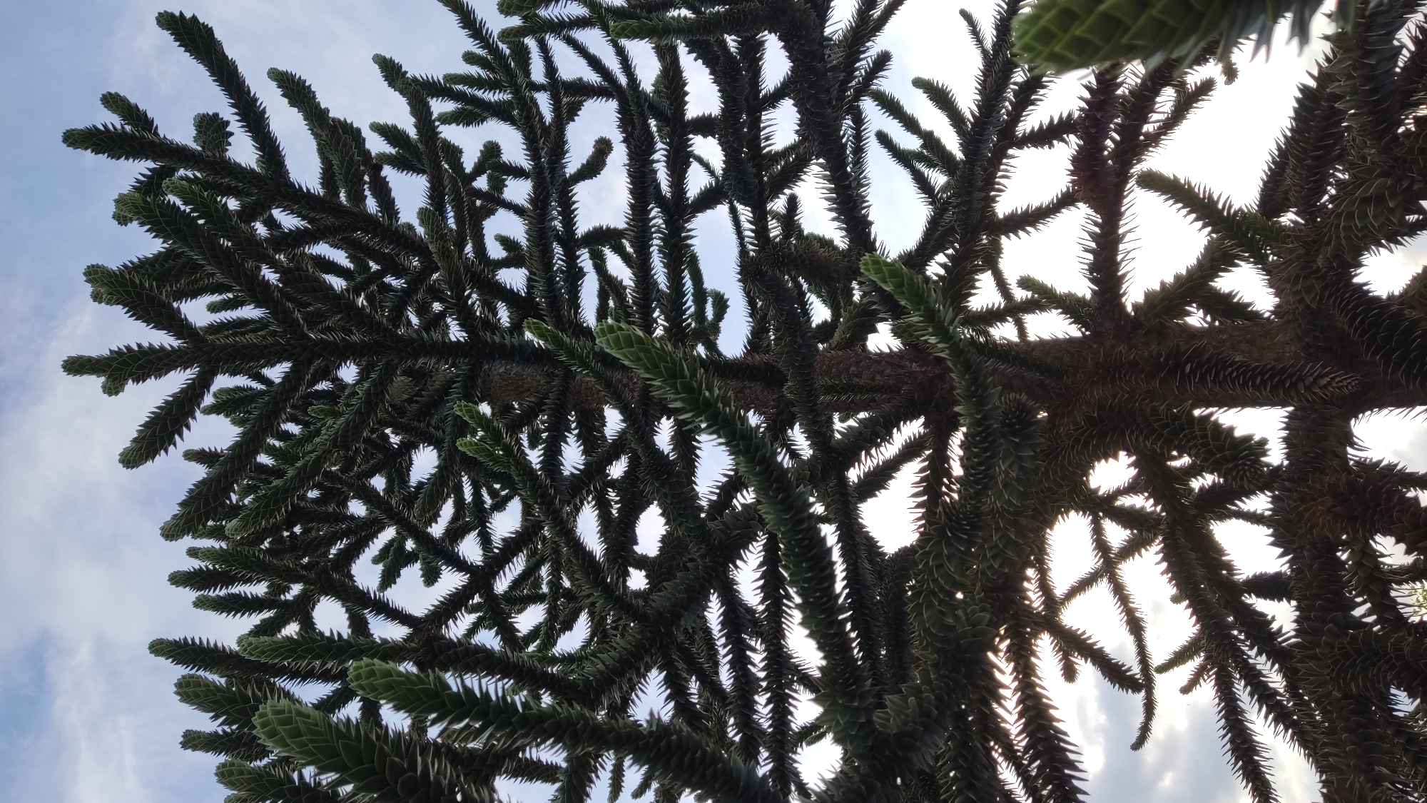 The image is a close-up, low-angle shot looking up at a large, mature Araucaria tree, also known as a Monkey Puzzle tree. The branches, covered in sharp, scale-like leaves, spread out in a symmetrical, fractal pattern against a cloudy sky. The sunlight filters through the dense foliage, creating a silhouetted effect in some areas. The texture of the bark is rough and segmented, visible on the thick trunk and larger branches. The overall impression is one of an ancient and imposing natural structure. This specific tree is located in the city of Krasnodar, Russia.