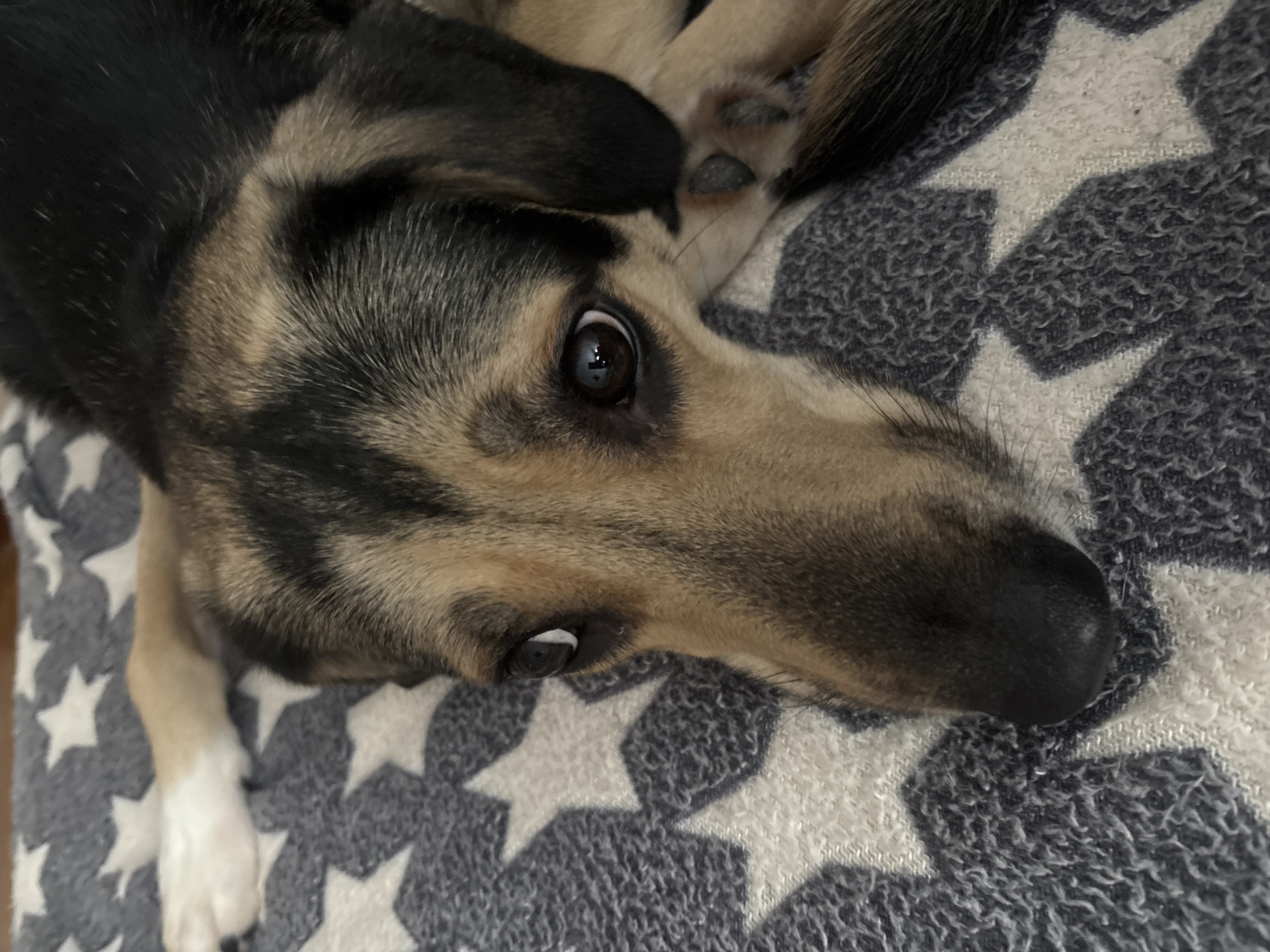 A German Shepherd dog lies on a blanket with a star pattern. The dog's head is in the foreground, and its eyes are looking directly at the camera. The dog's fur is a mix of black, brown, and tan. The blanket is gray and white. The image is a close-up shot, and the background is blurred. The scene is indoors, likely in a home environment. There is no indication of the location being in Saint Petersburg, Russia.