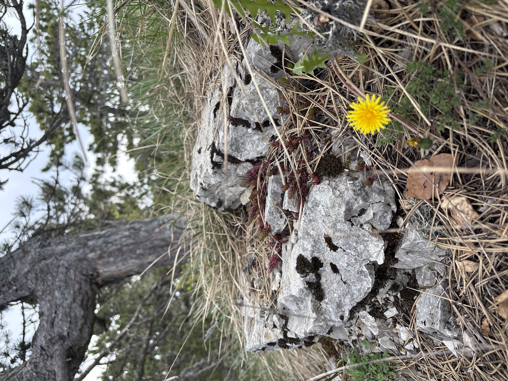 The image shows a rocky outcrop with a dandelion growing near it in Mali Bostur, Montenegro. The rock is grey and cracked with patches of moss and other small plants. There is a small, yellow dandelion flower blooming. Dry grasses and pine needles are scattered around the rock. In the background, a tree trunk and branches are visible against a blurry, overcast sky.