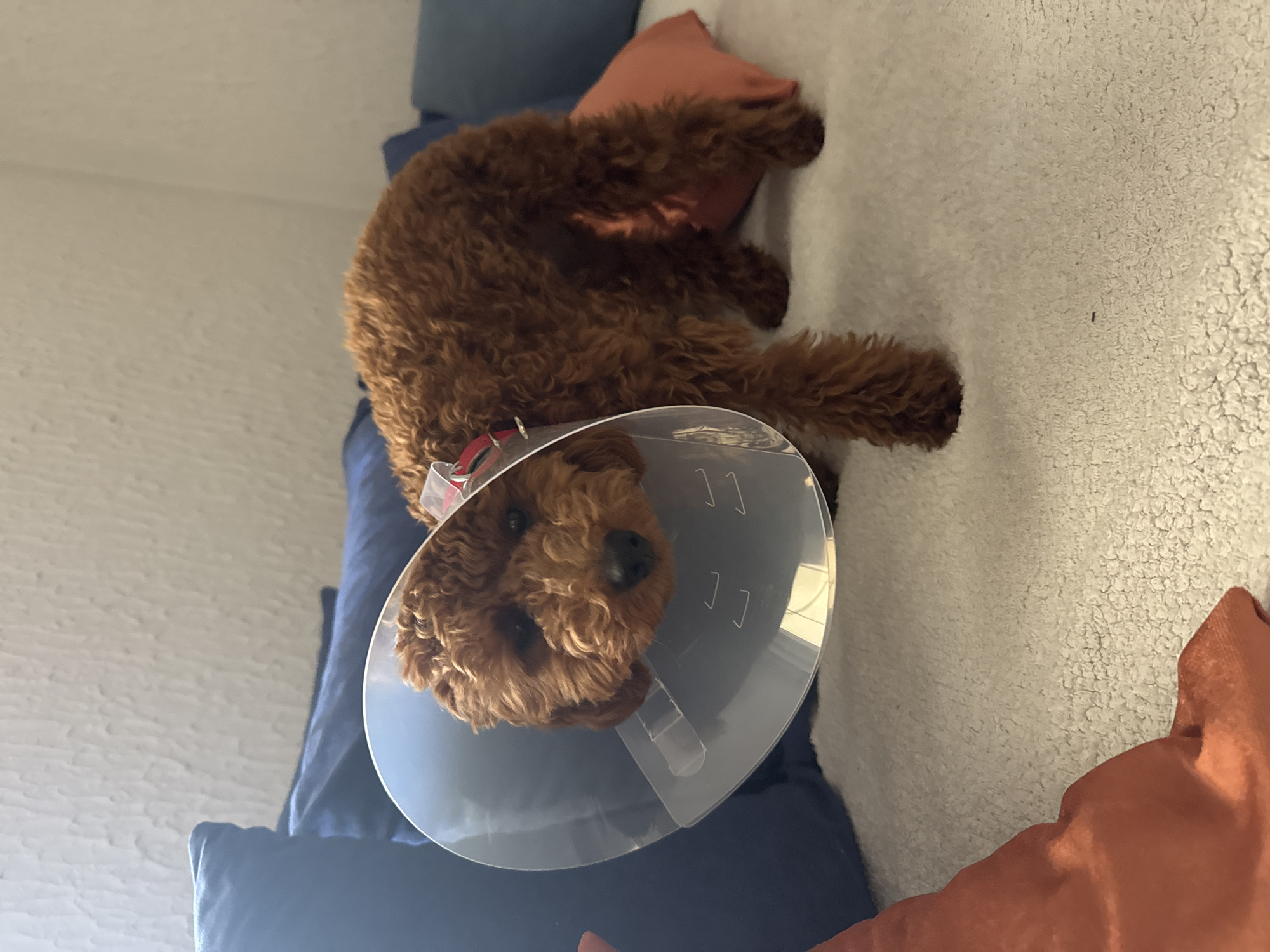 A medium-sized, curly-haired, brown dog wearing a clear plastic Elizabethan collar is lying on a bed or couch. The dog is positioned on its side with its head toward the lower left corner of the image. The bed or couch is covered with a blue cushion. A rusty orange-colored pillow is also visible. The background consists of a white or off-white wall with a textured surface. The location is indoors, presumably a home, but there is no indication of the location being Zankovići, Montenegro.