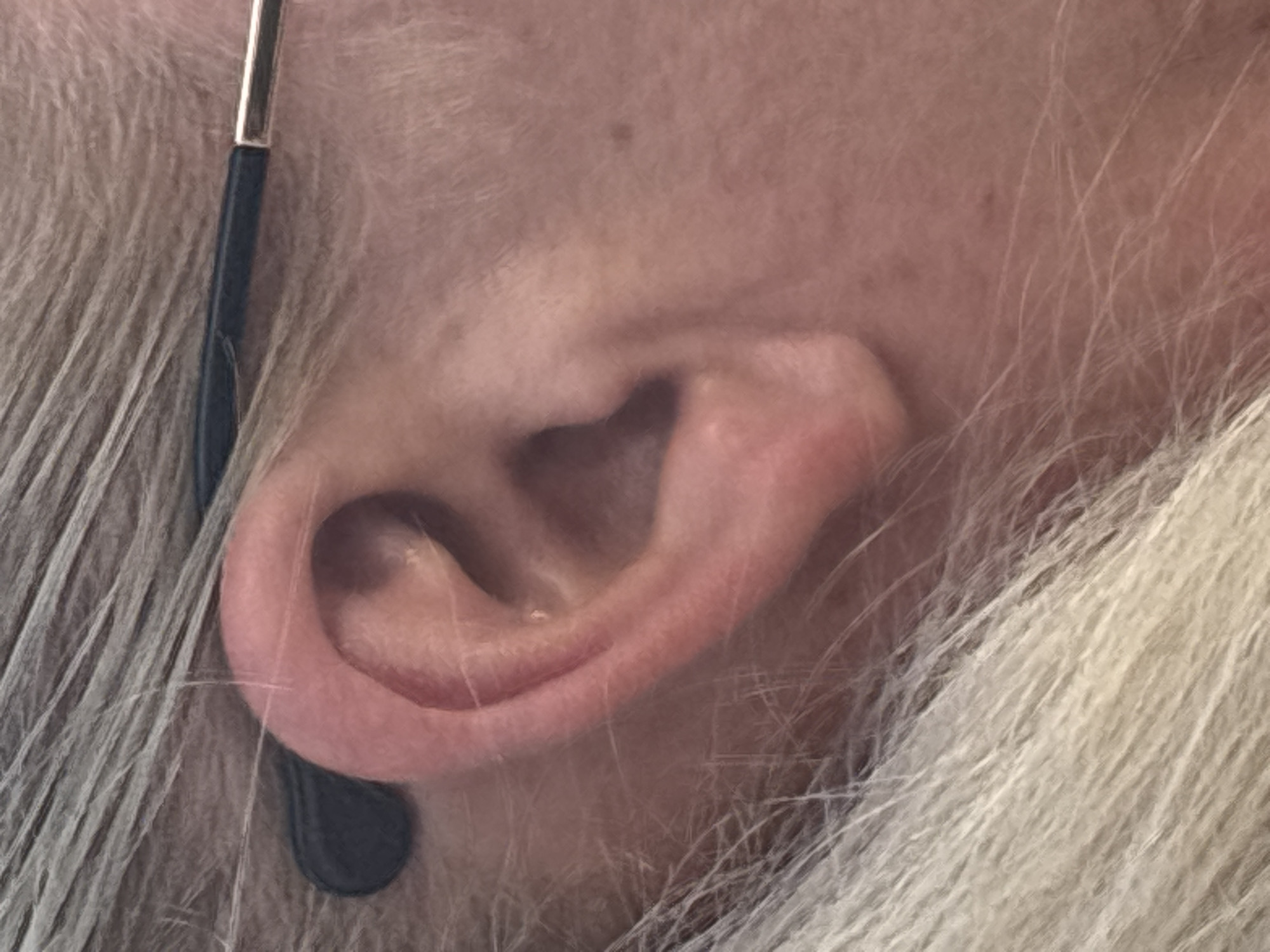 A close-up, side view of a person's ear shows the curve of the auricle and part of the helix. A black earbud or hearing aid piece is visible resting against the skin behind the ear. The individual's hair, which appears to be light blonde or gray and styled with visible strands, is in the foreground and surrounds the ear. A portion of eyeglasses, with a dark arm and a metallic end, is also visible running horizontally across the image. The background is a soft blur of skin and hair. The image is an indoor shot and the lighting is even, highlighting the textures of the skin and hair. There is no discernible environmental context to suggest a specific city or location.